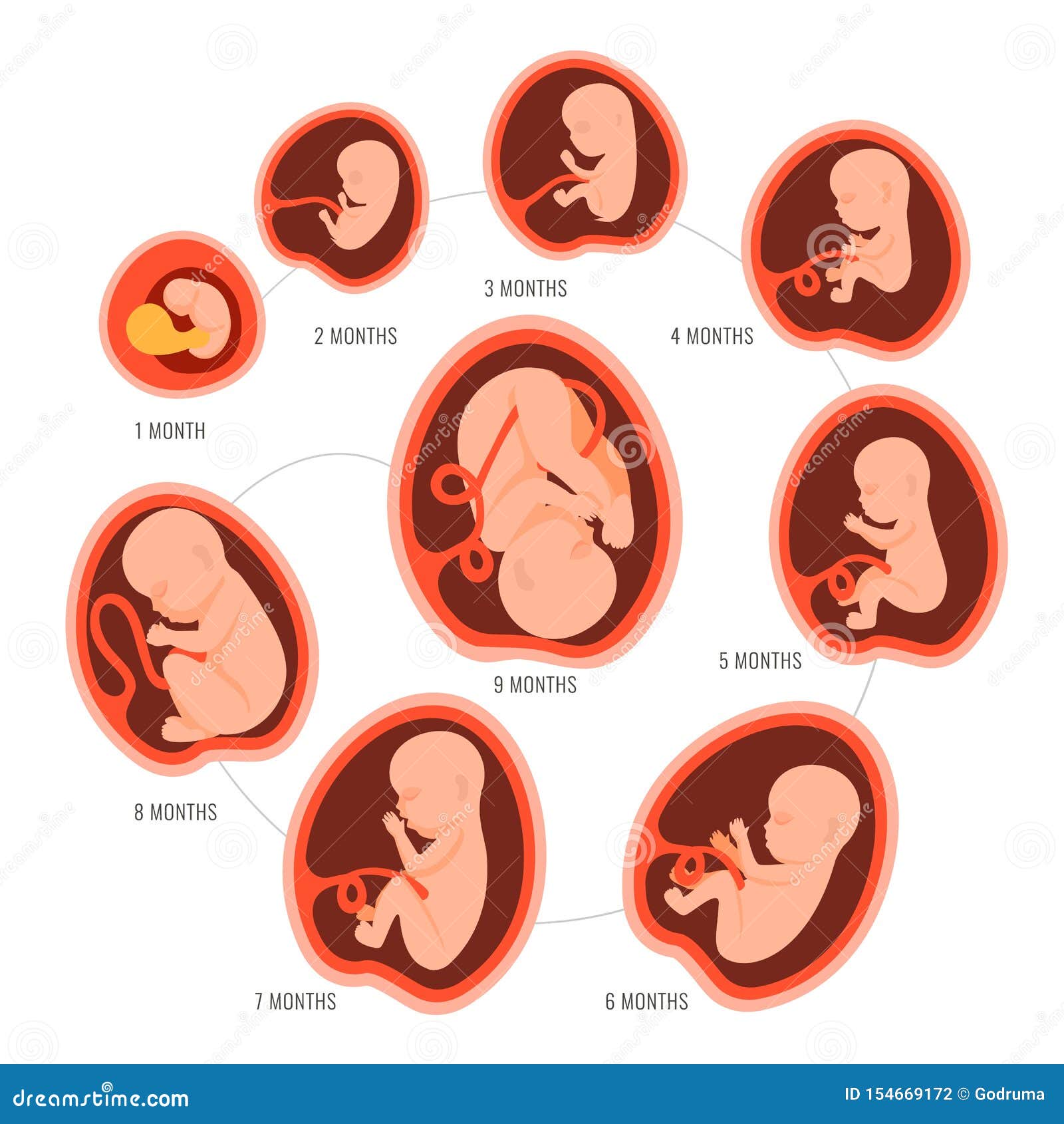 Pregnancy Fetal Foetus Development . Embryonic Month Stage Growth Month ...