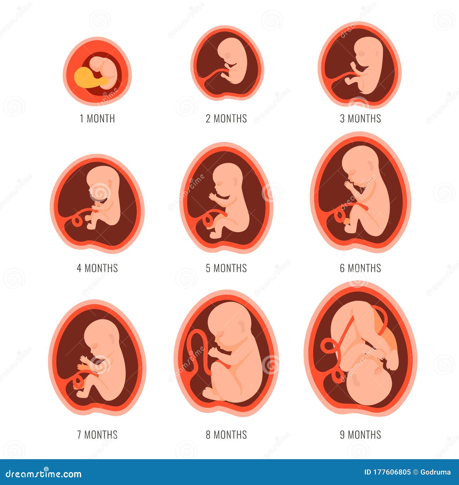 Fetal Development Month By Month