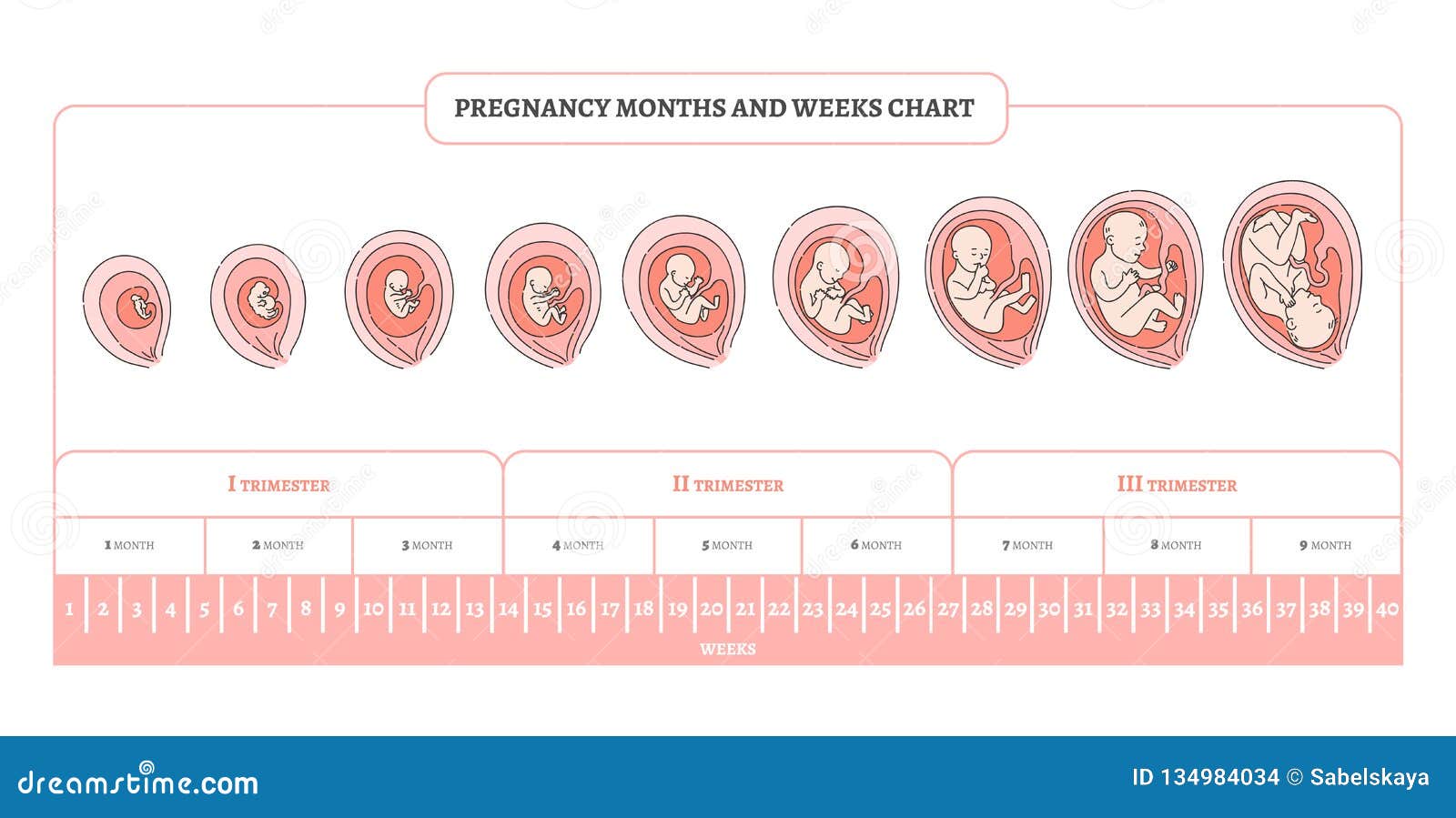 Fetal Development Growth Chart