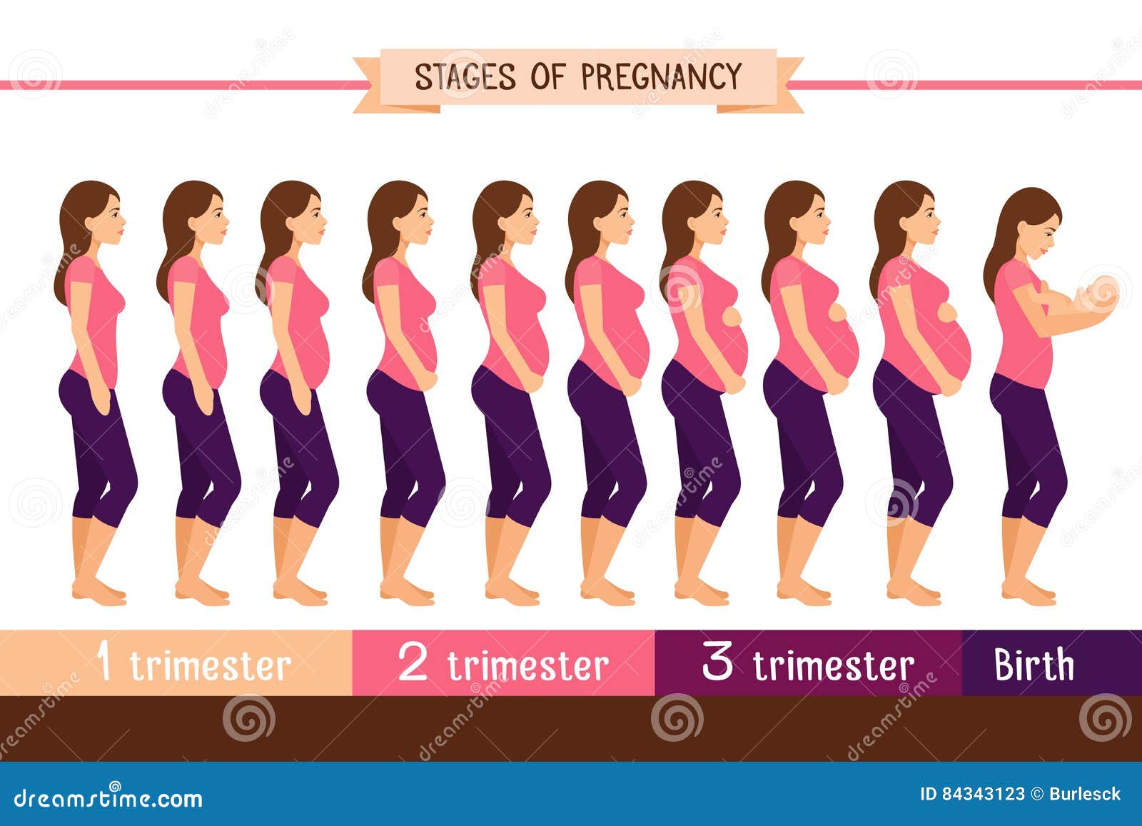 pregnancy stages flat  . pregnant woman and birth newborn trimester infographics