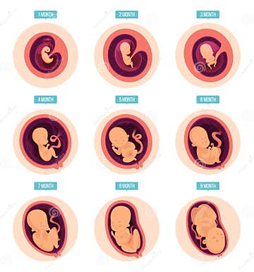 Pregnancy Stages. Human Growth Stages Embryo Development Egg Fertility ...