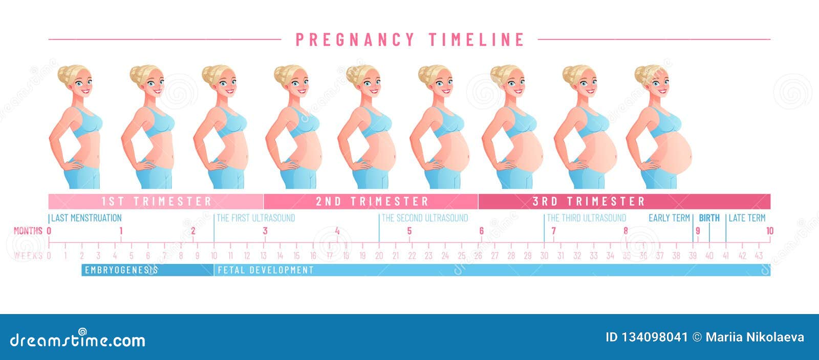 Pregnancy Belly Chart