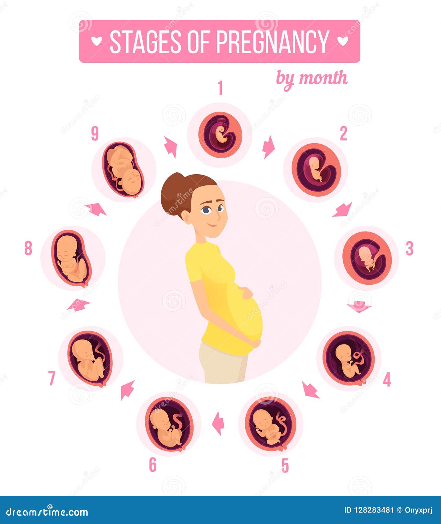pregnancy trimester infographic. human growth stages new born baby development egg embryo fertility  s