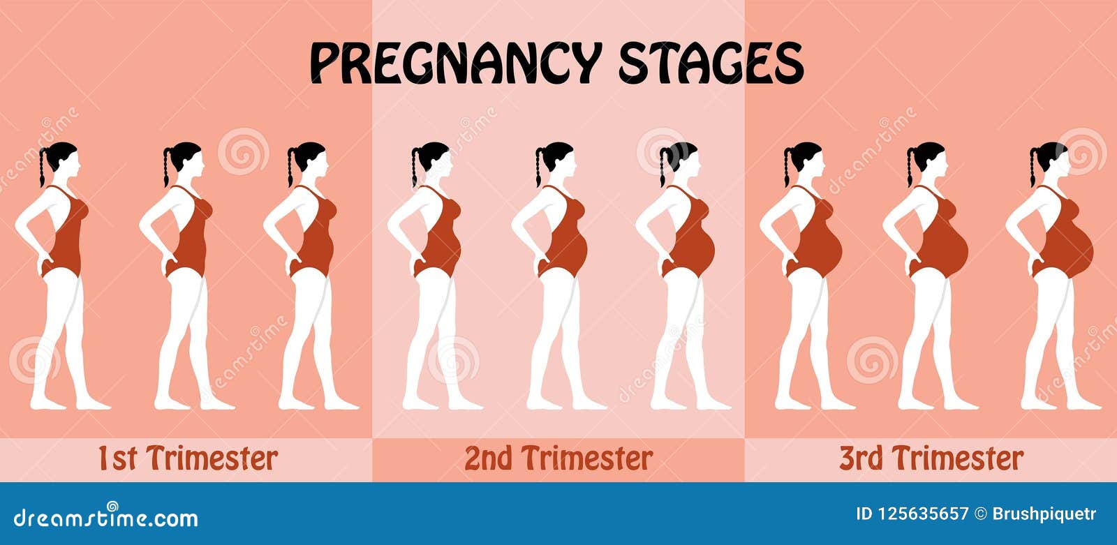 Pregnancy Trimesters Of Pregnant Woman With Swimsuit Stock Vector ... Pregnancy Trimesters Of Pregnant Woman With Swimsuit Stock Vector ...