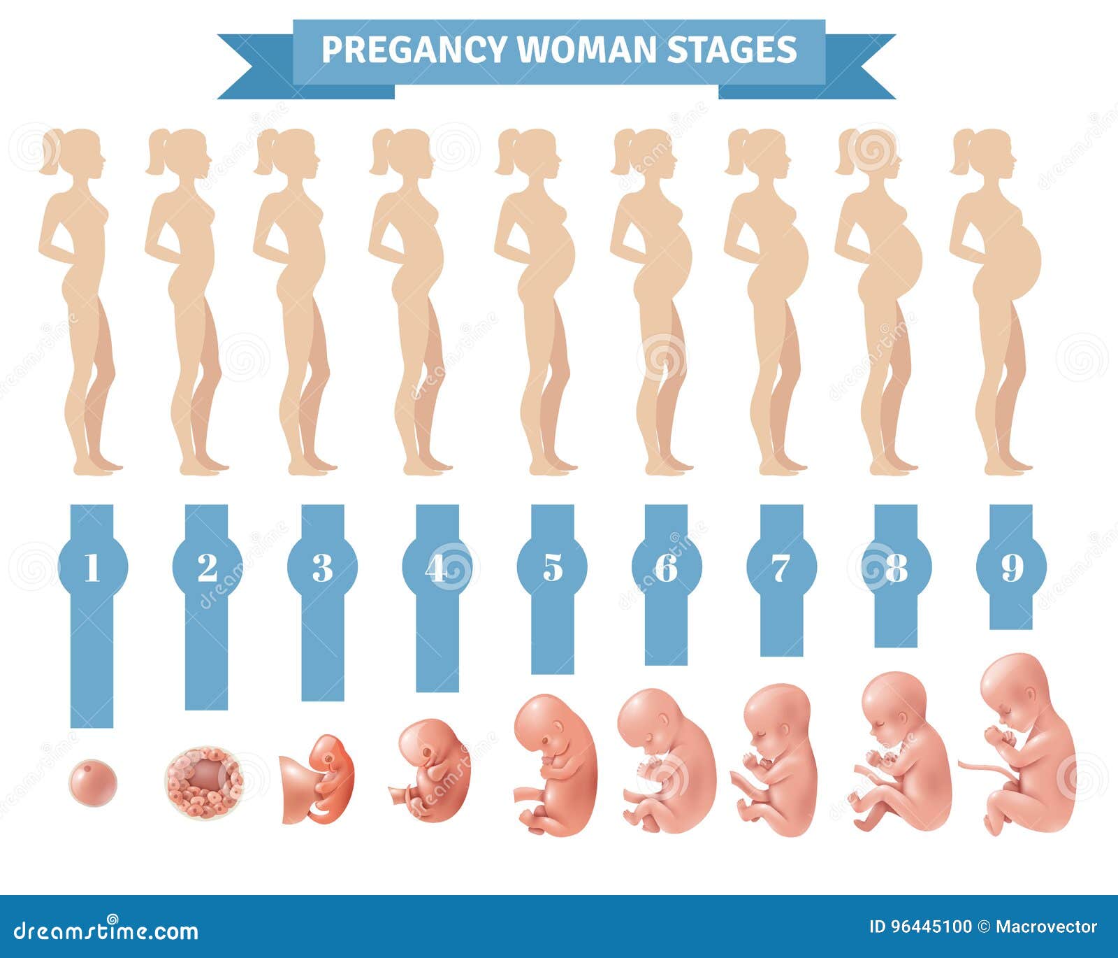 Embryo Development. Human Fetus Growth Stages Of Pregnancy Vector