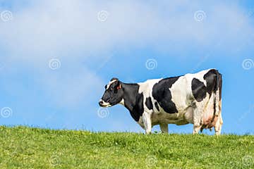 Pregnant Cow stock photo. Image of calf, grass, cattle - 57720298