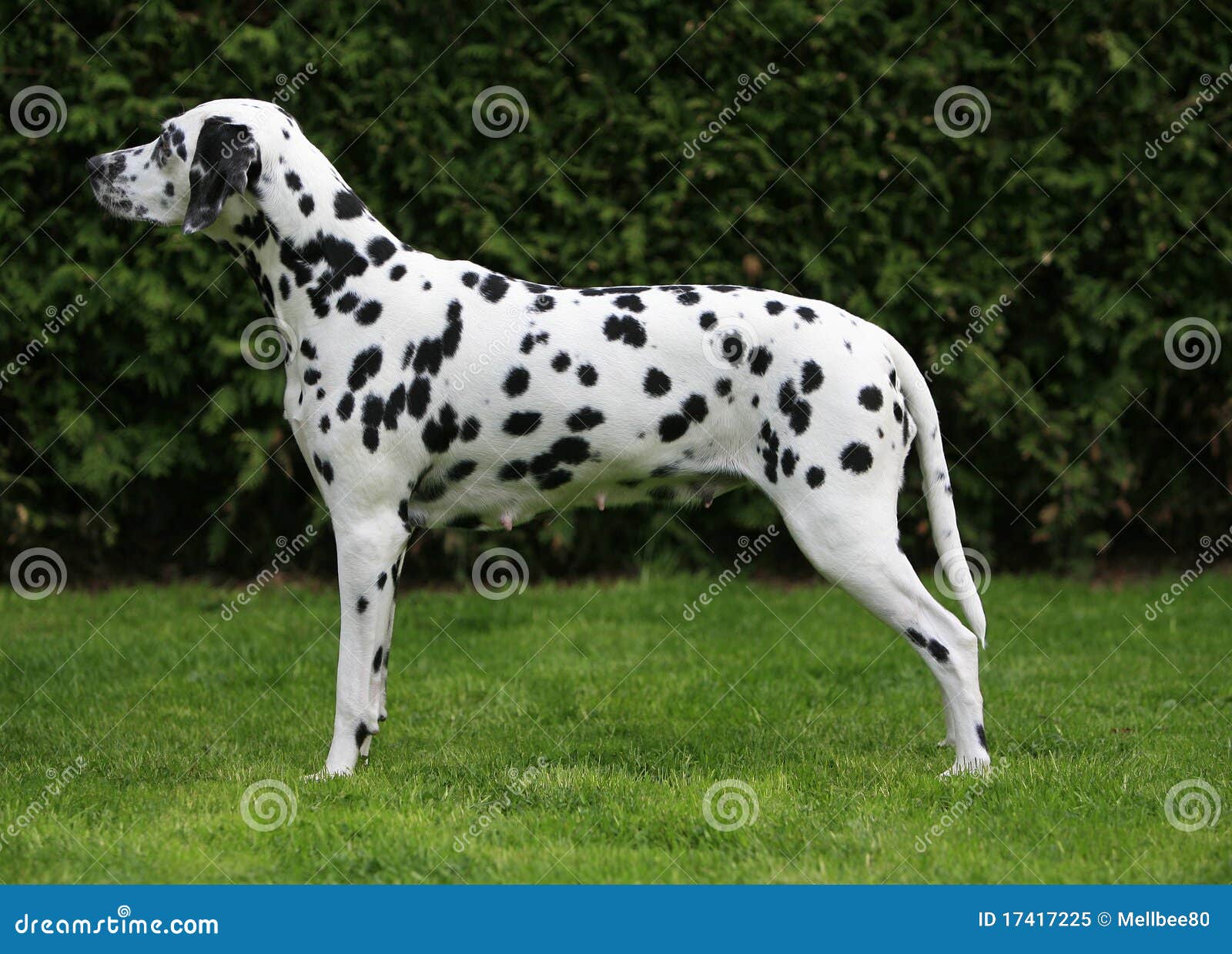 Pregnant Dalmation 46