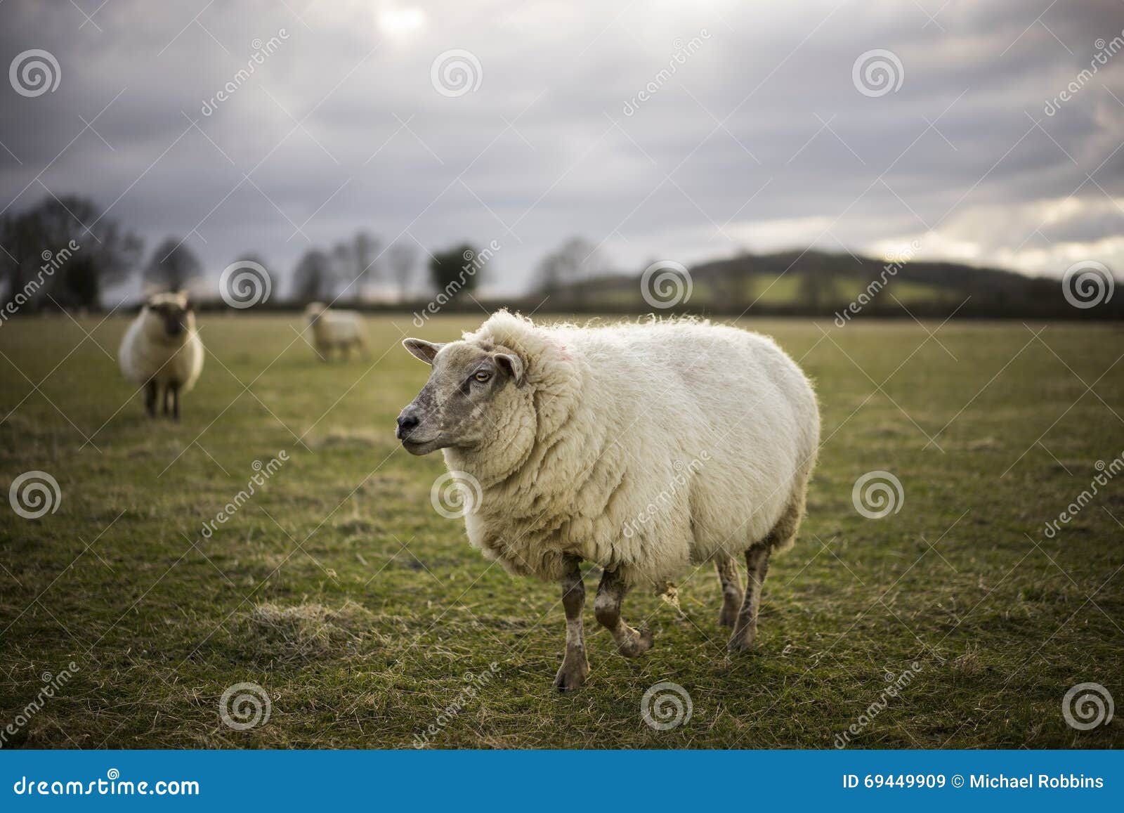 Pregnant Ewes stock image. Image of farm, farming, rural 69449909