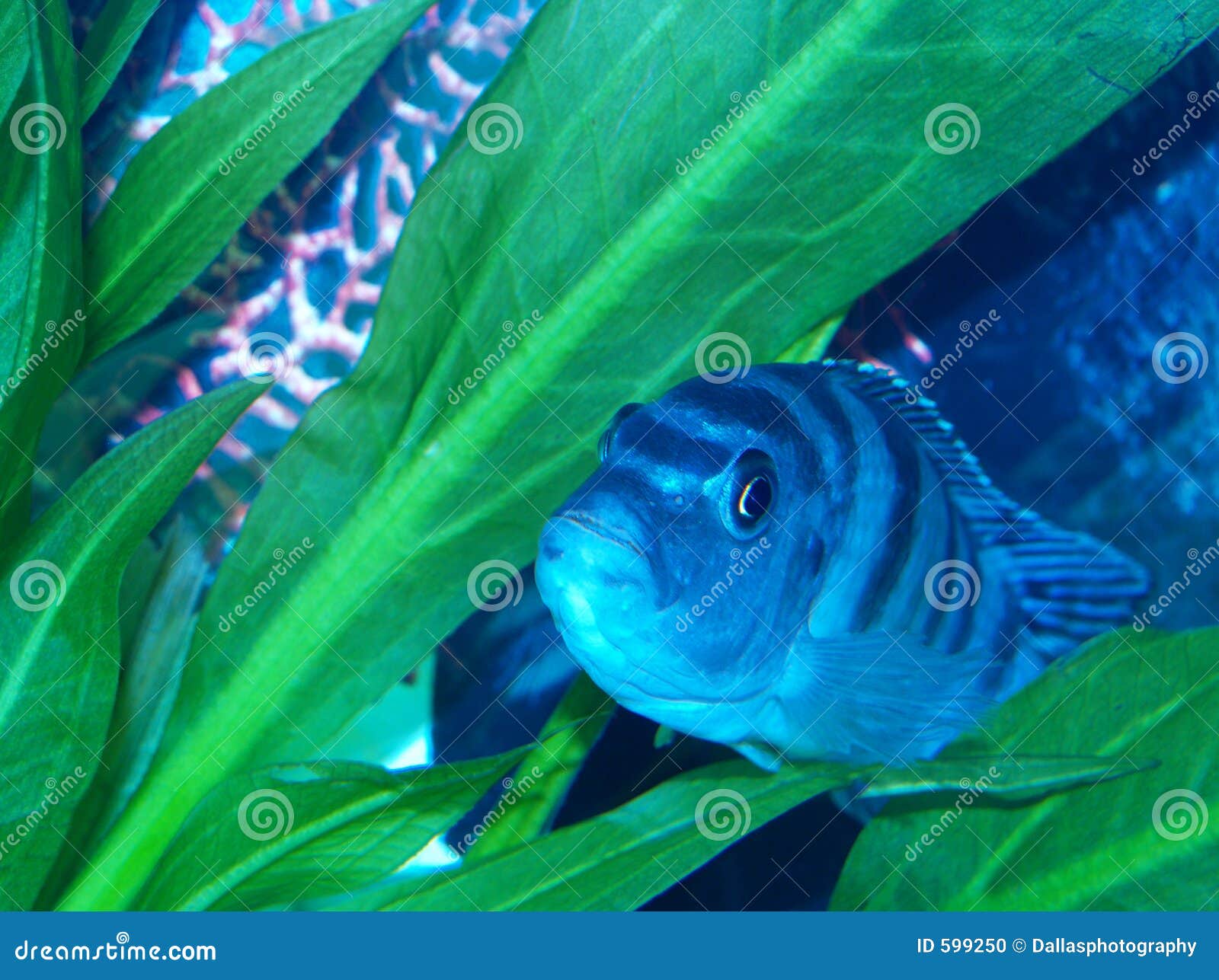 pregnant femal kenyi cichlid