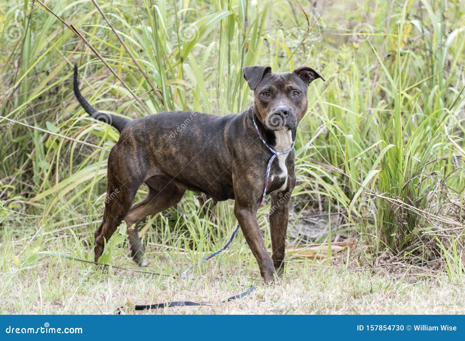 brindle pit terrier