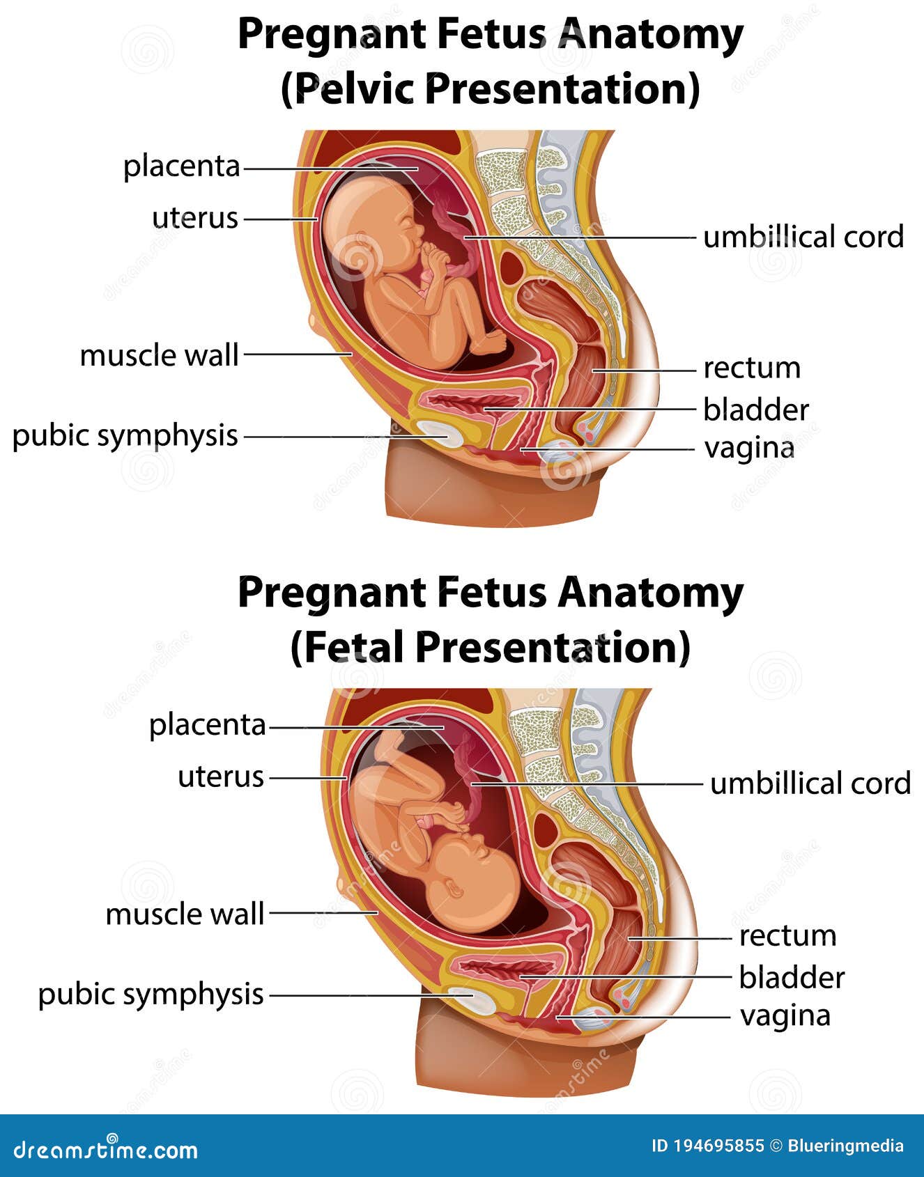 Pregnant Vagina