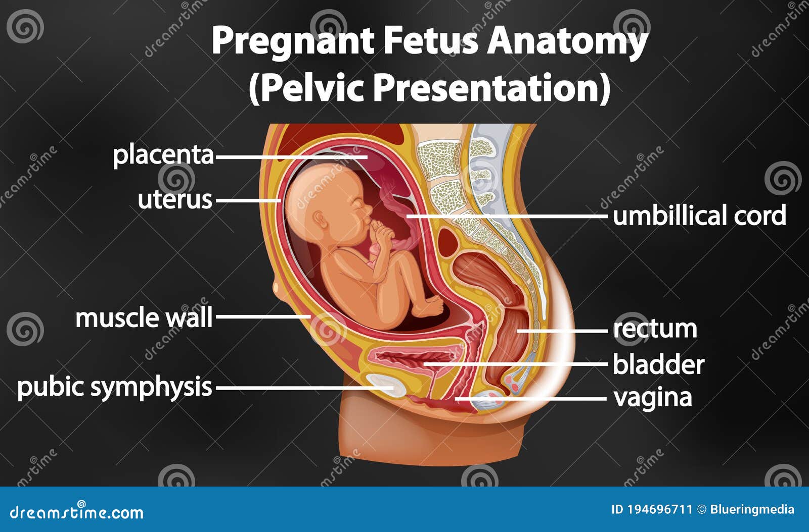 Pregnant Anatomy And The Fetus Cartoon Vector | CartoonDealer.com #10105213