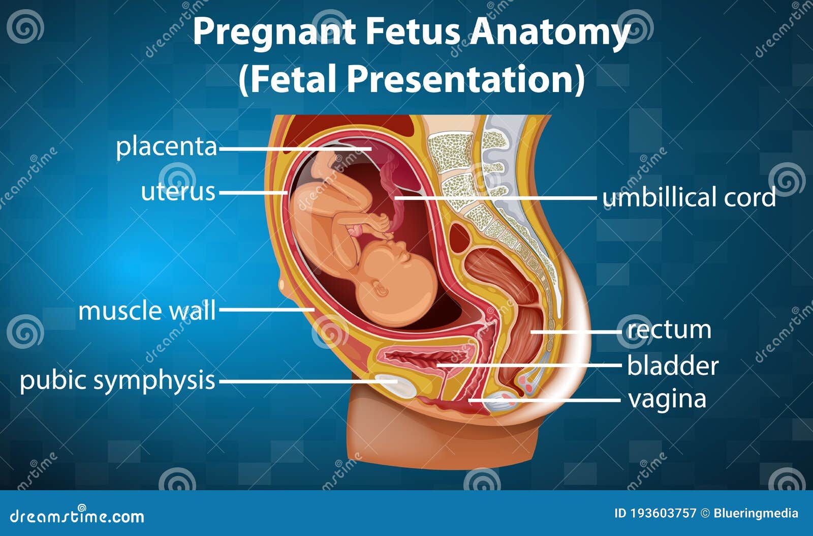 Pregnant Anatomy And The Fetus Cartoon Vector | CartoonDealer.com #10105213