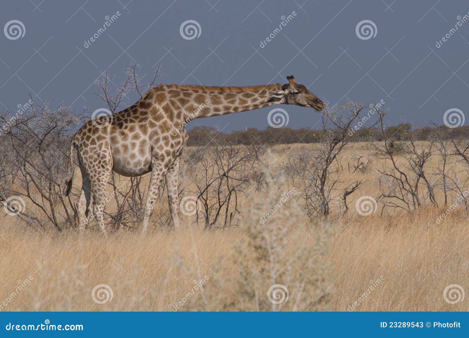 Pregnant giraffe stock image. Image of animal, pregnant 23289543