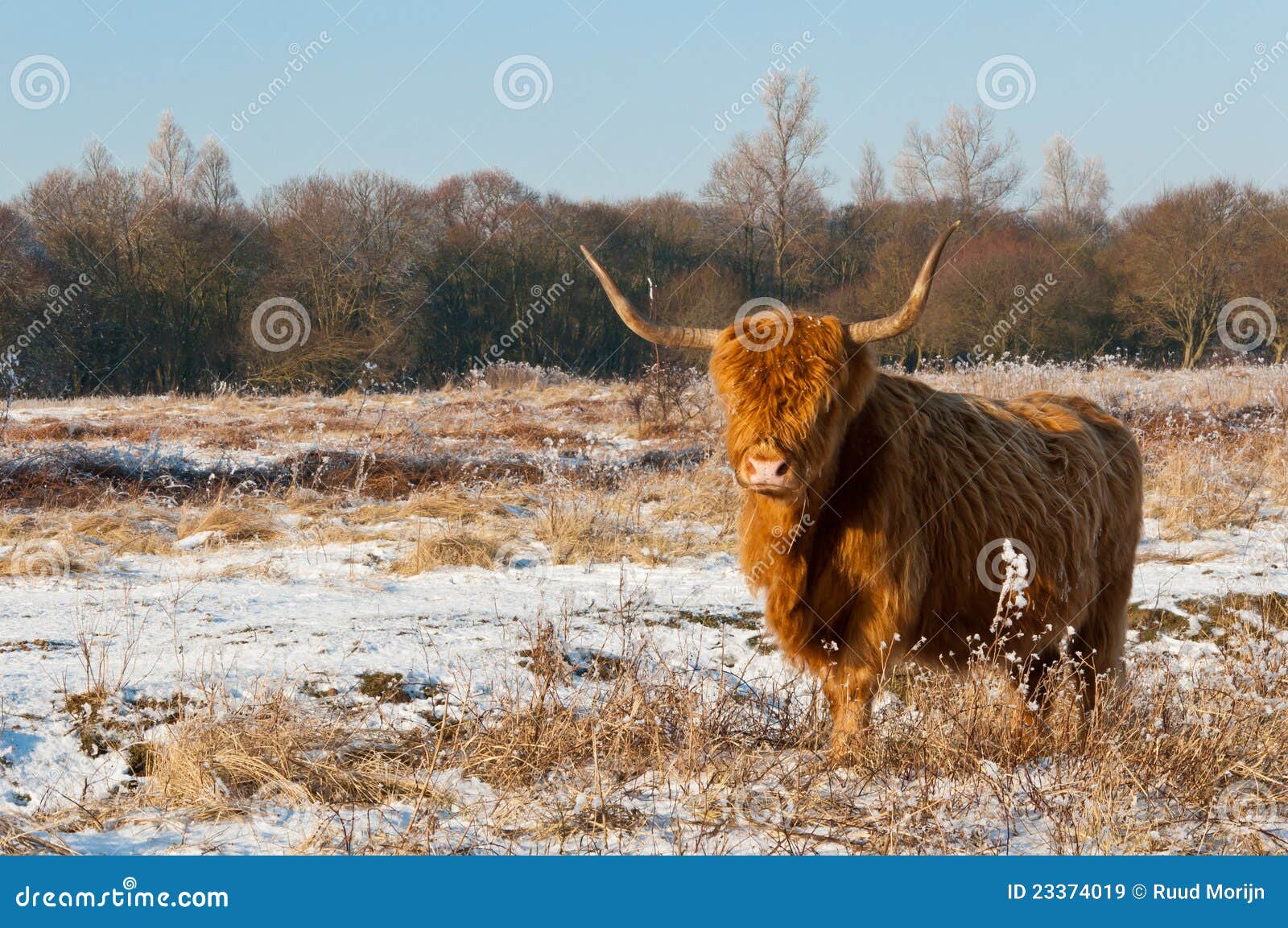 Pregnant Highland Cow In Winter Coat RoyaltyFree Stock Photography