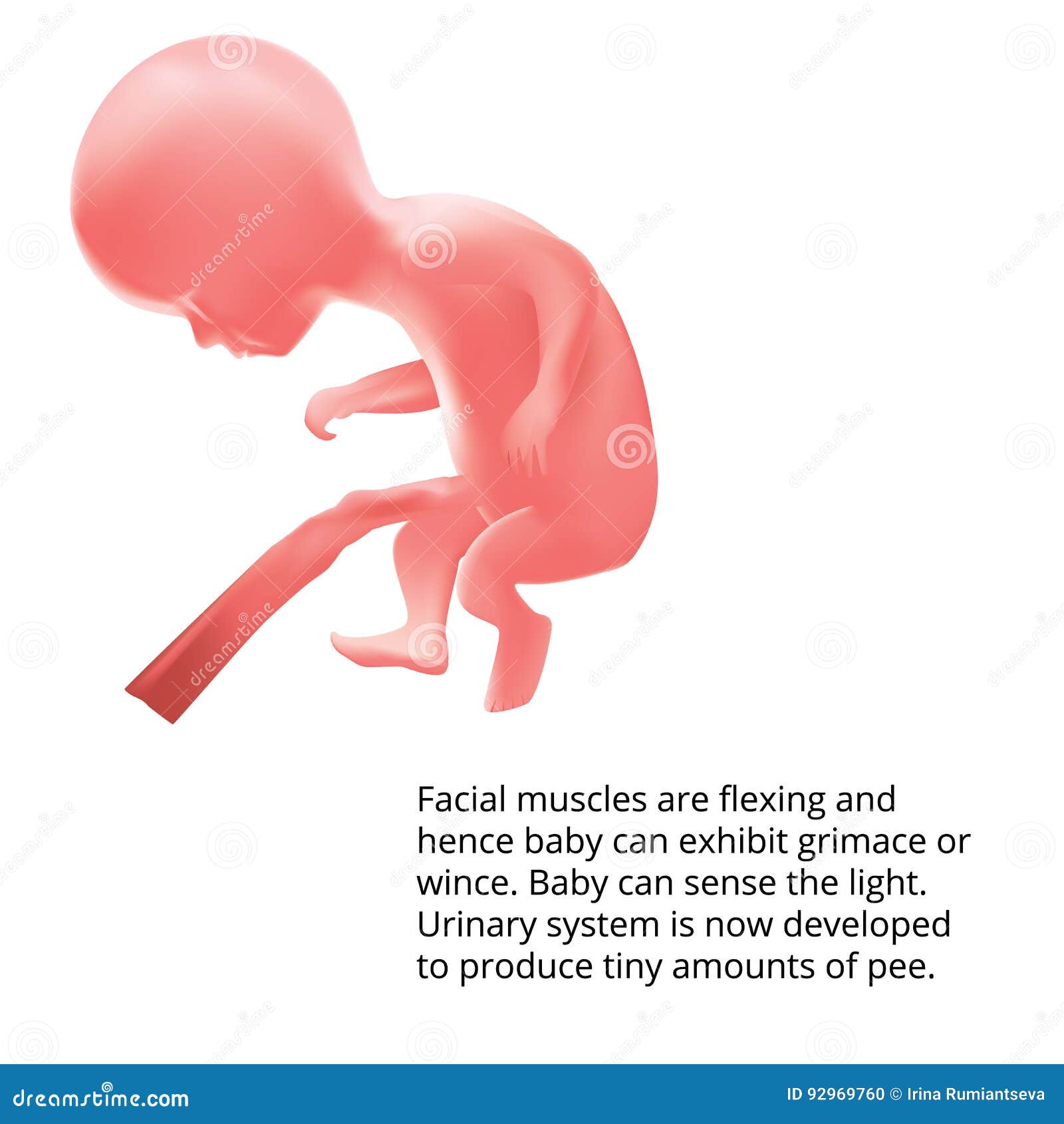 pregnant-human-fetus-inside-the-womb-fetus-stages-stock