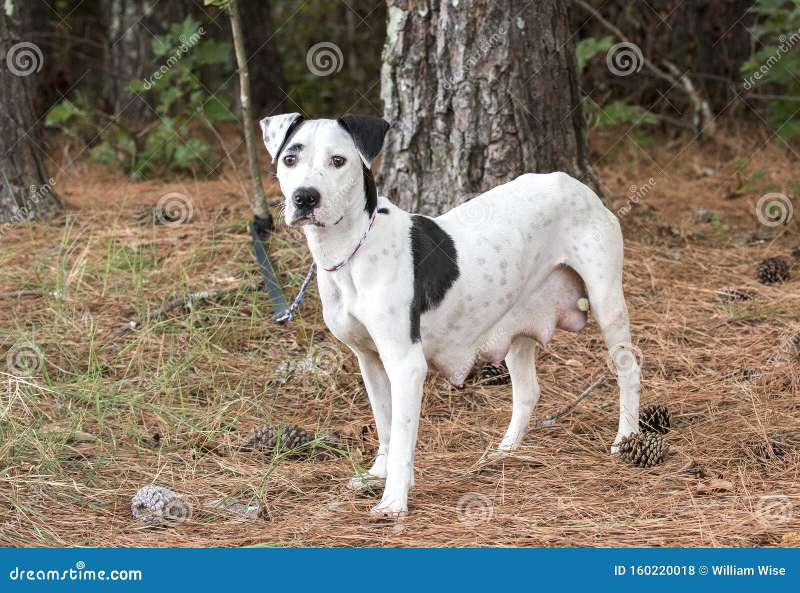 Pregnant Lactating Dalmatian Pitbull Mix Breed Dog Stock Photo Image Of Bulldog Tail 160220018