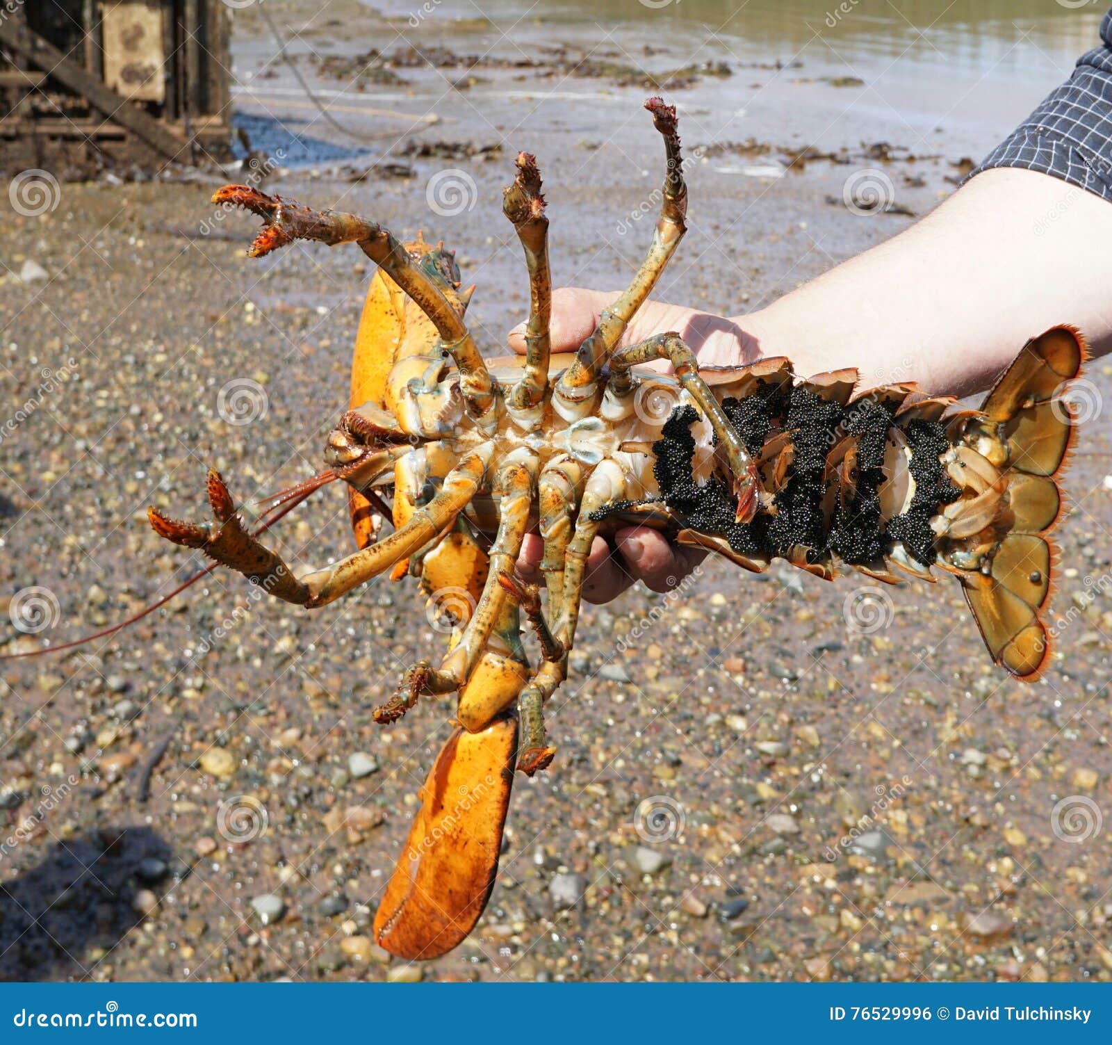 List 30+ Stock Photos what does a pregnant lobster look like Latest List 30+ Stock Photos what does a pregnant lobster look like Latest