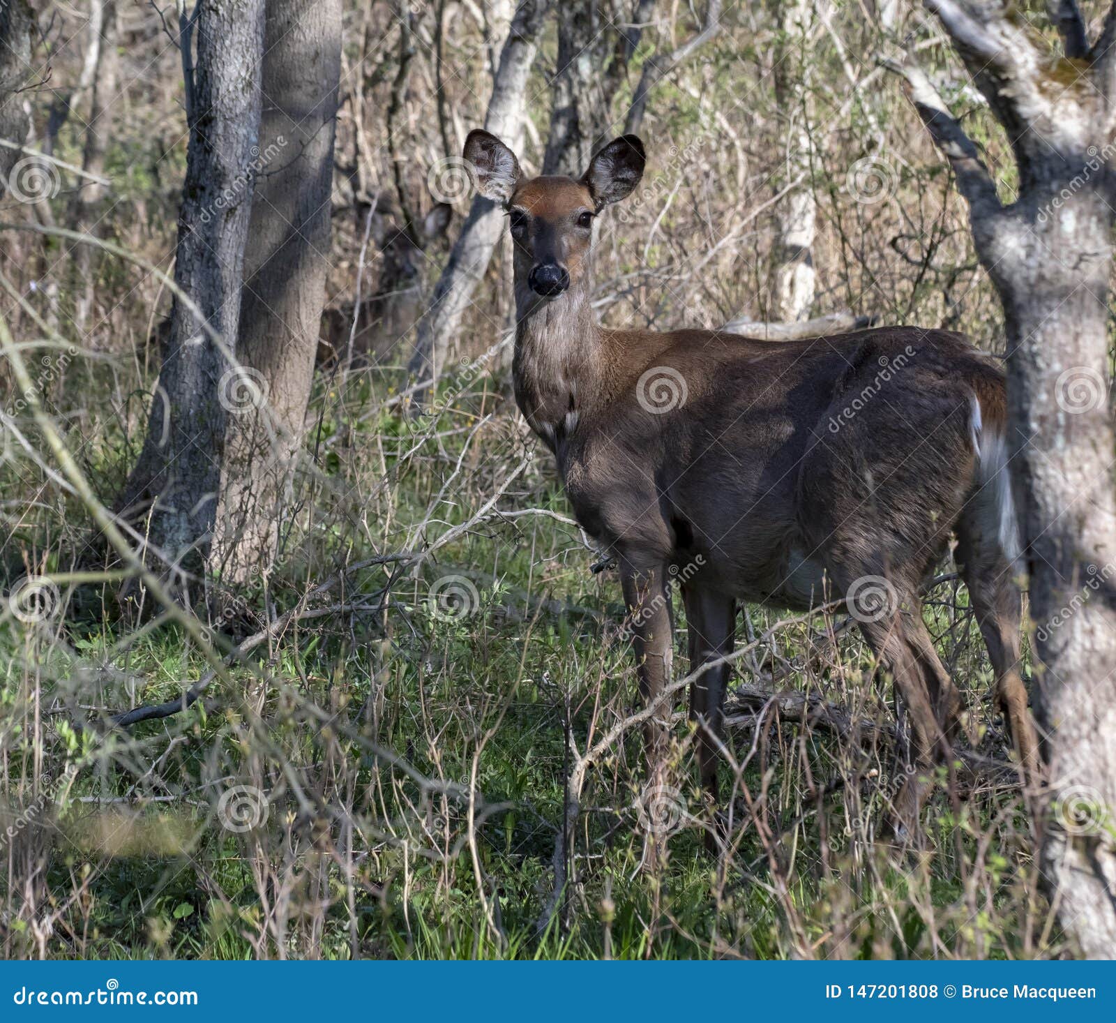 Collection 28+ Stock Photos what does a pregnant deer look like Latest Collection 28+ Stock Photos what does a pregnant deer look like Latest