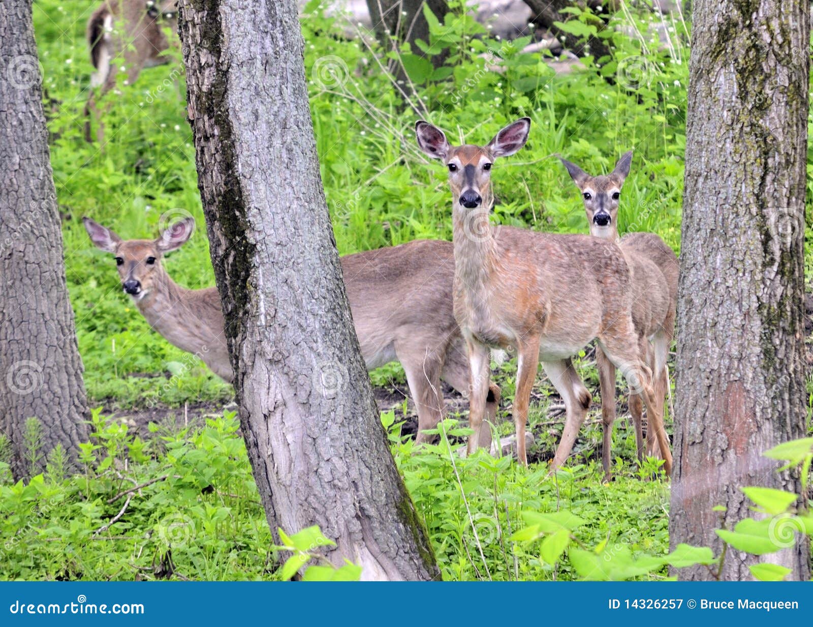 Whitetail Deer Gestation Chart