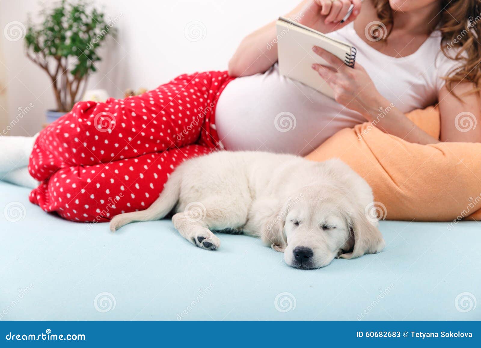 how to abort a dog pregnancy at home