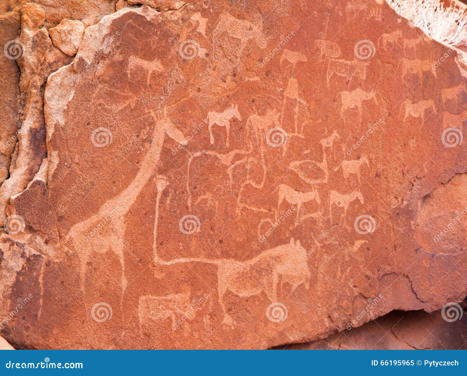 prehistoric bushman engravings at twyfelfontein in namibia