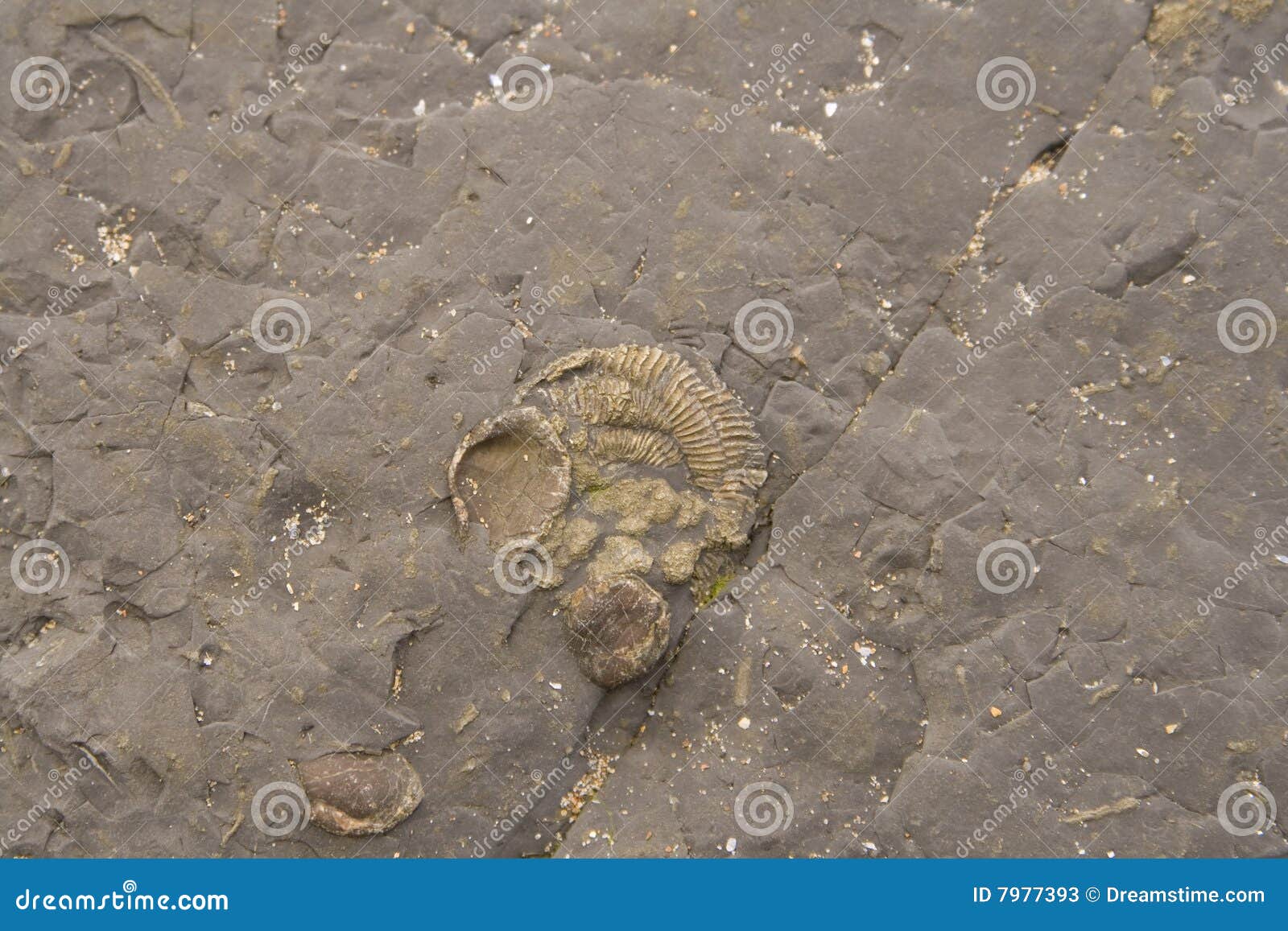 Prehistoric Fossils in Rock Background Stock Image Image of sedimentary, stone 7977393