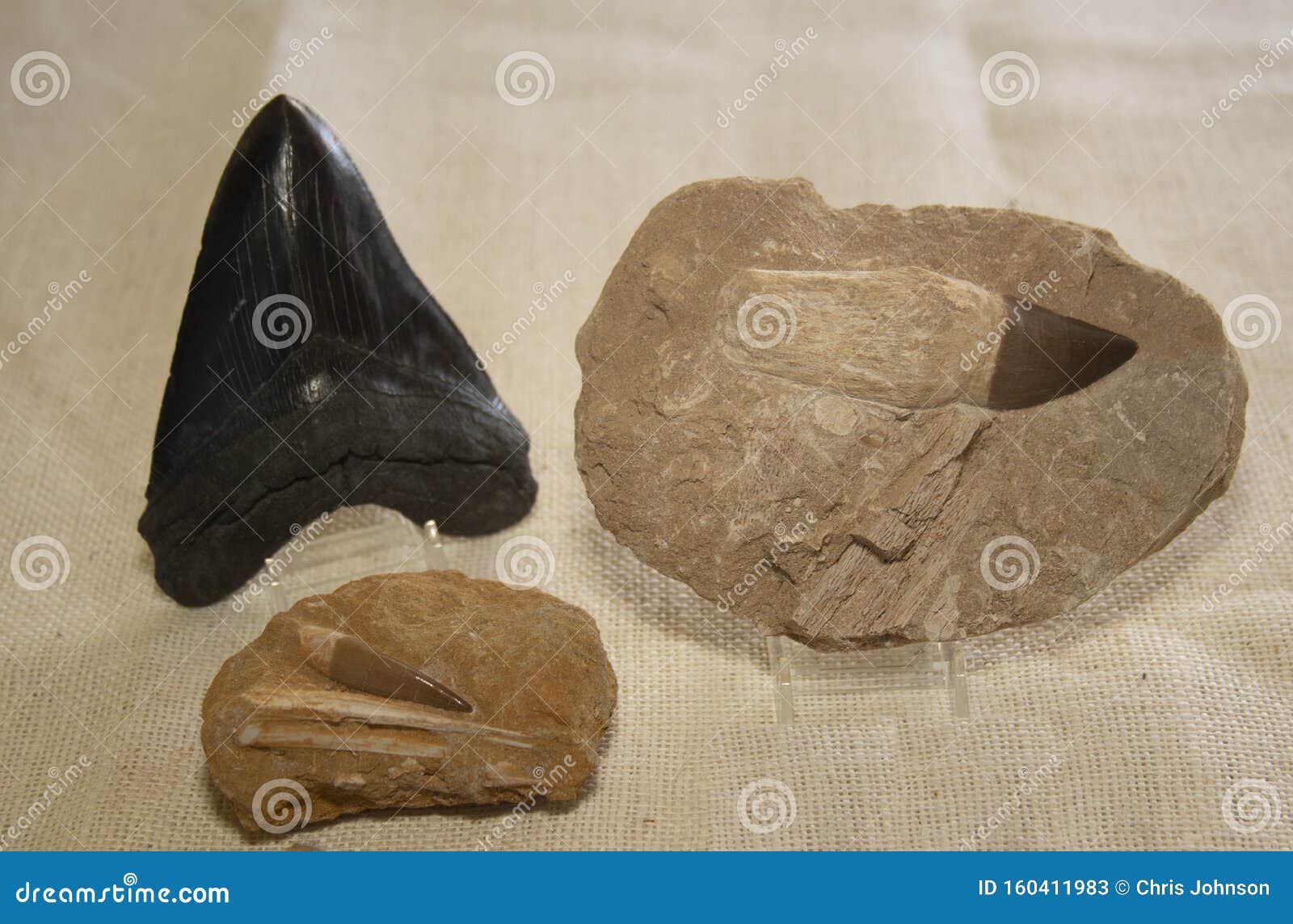 3 Prehistoric Shark Teeth Fossils Stock Image - Image of geology