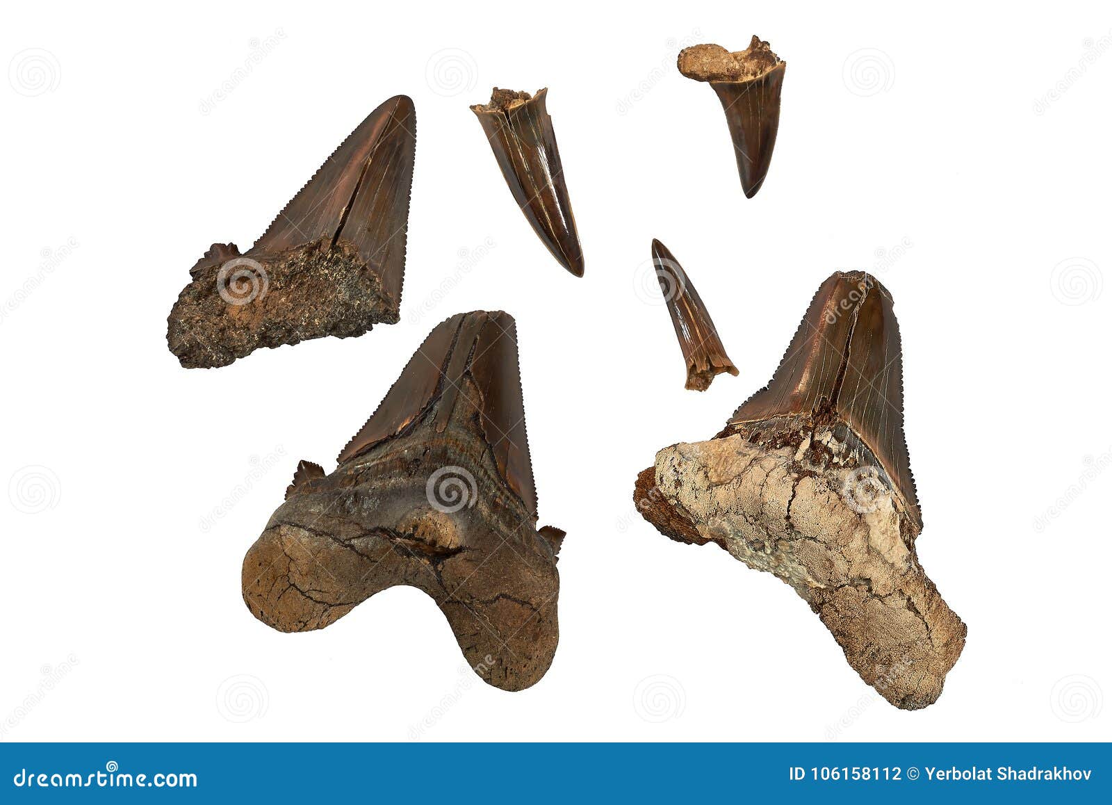 Prehistoric Shark Teeth Identification