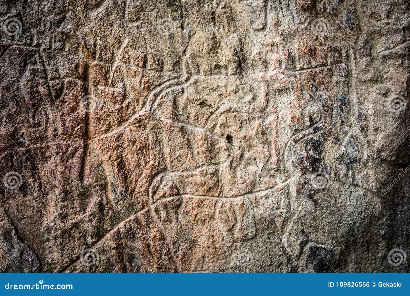 prehistorical petroglyphs of cows in qobustan, azerbaijan.