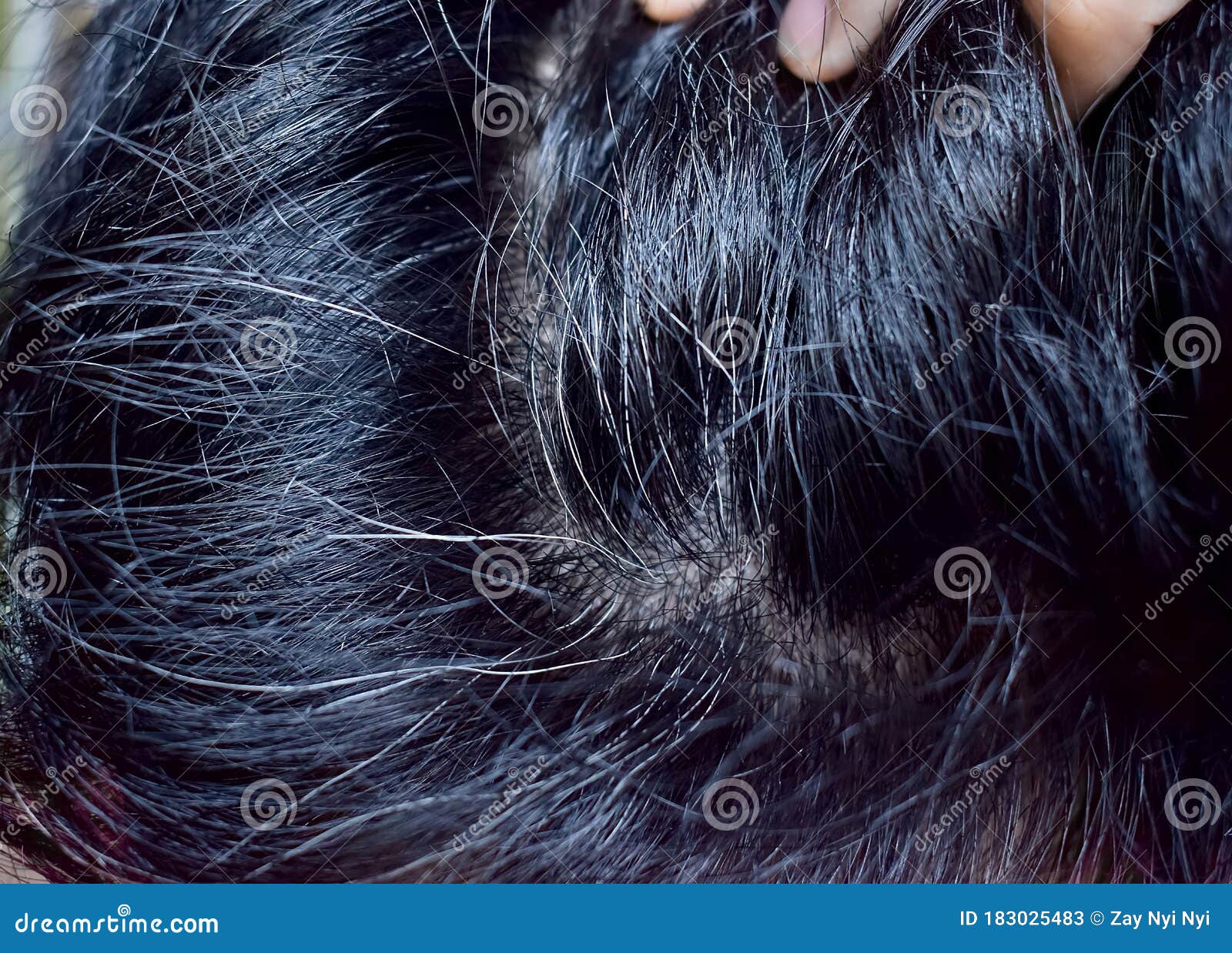 Prematurely Gray Hair. Southeast Asian Young Man Showing His Early Grey Hair Stock Image - Image of greyed, graying: 183025483 Prematurely Gray Hair. Southeast Asian Young Man Showing His Early Grey Hair Stock Image - Image of greyed, graying: 183025483