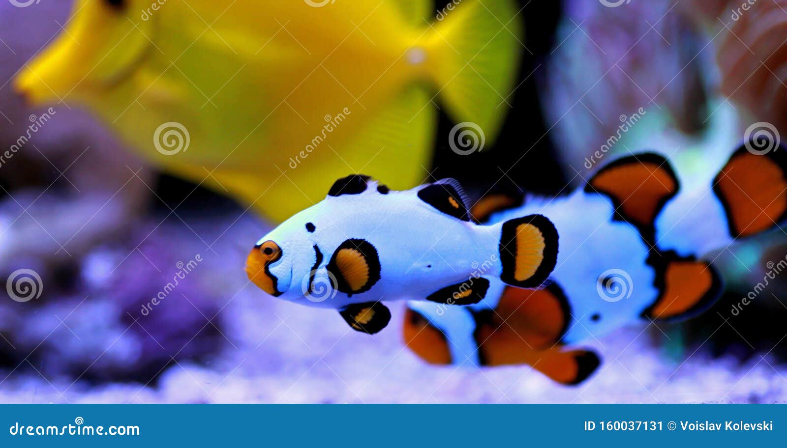 Premium Black Ice Clownfish Amphiprion Ocellaris Stock Image Image Of Environment Amphiprion