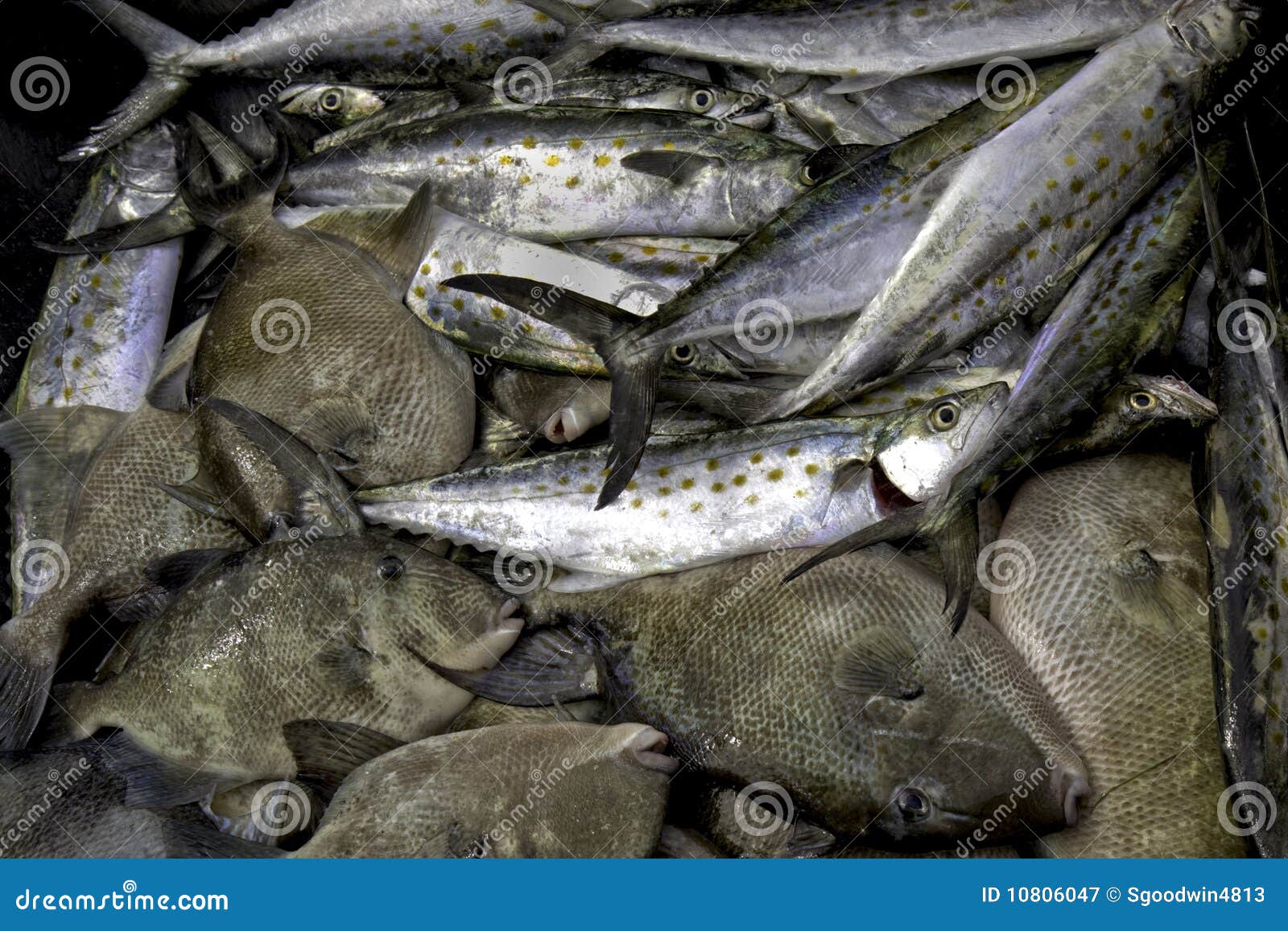 Prendedor da cavala espanhola e do triggerfish. A cavala espanhola (maculatus de Scomberomorus) e o triggerfish cinzento (capriscus do Balistes) travaram por pescadores do esporte fora da costa de North Carolina