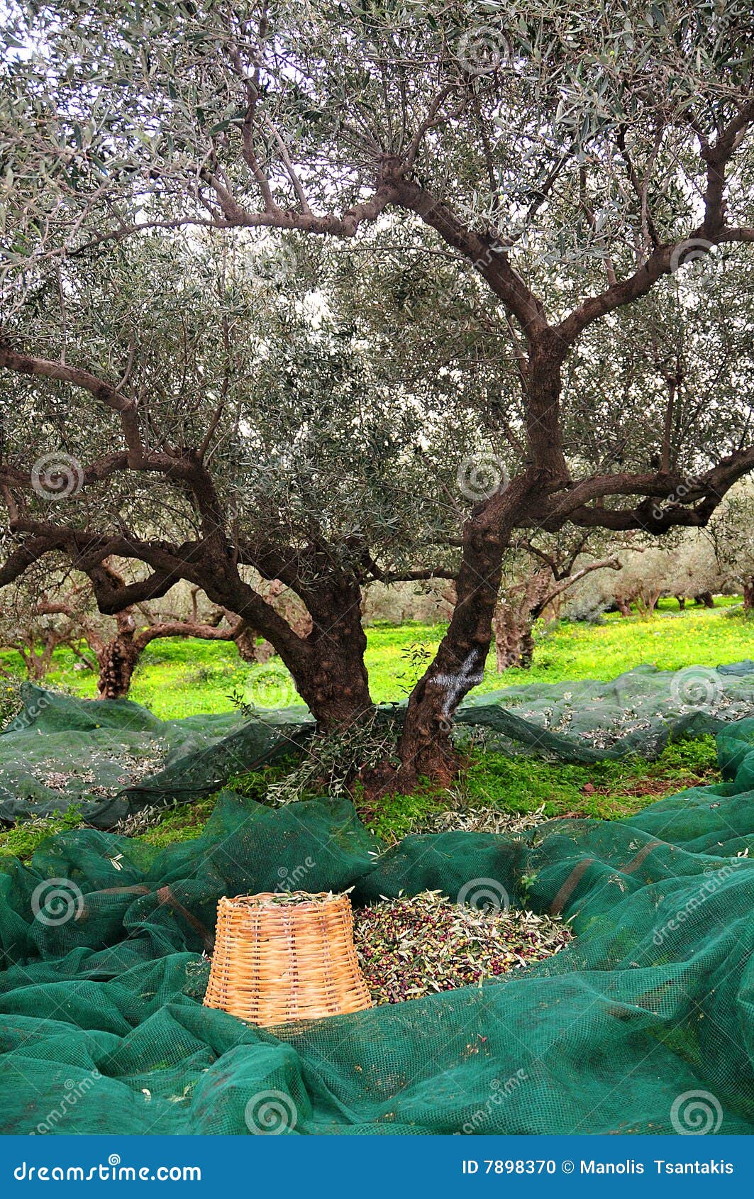 Prendre des olives dans une plantation sur l'île de Crète