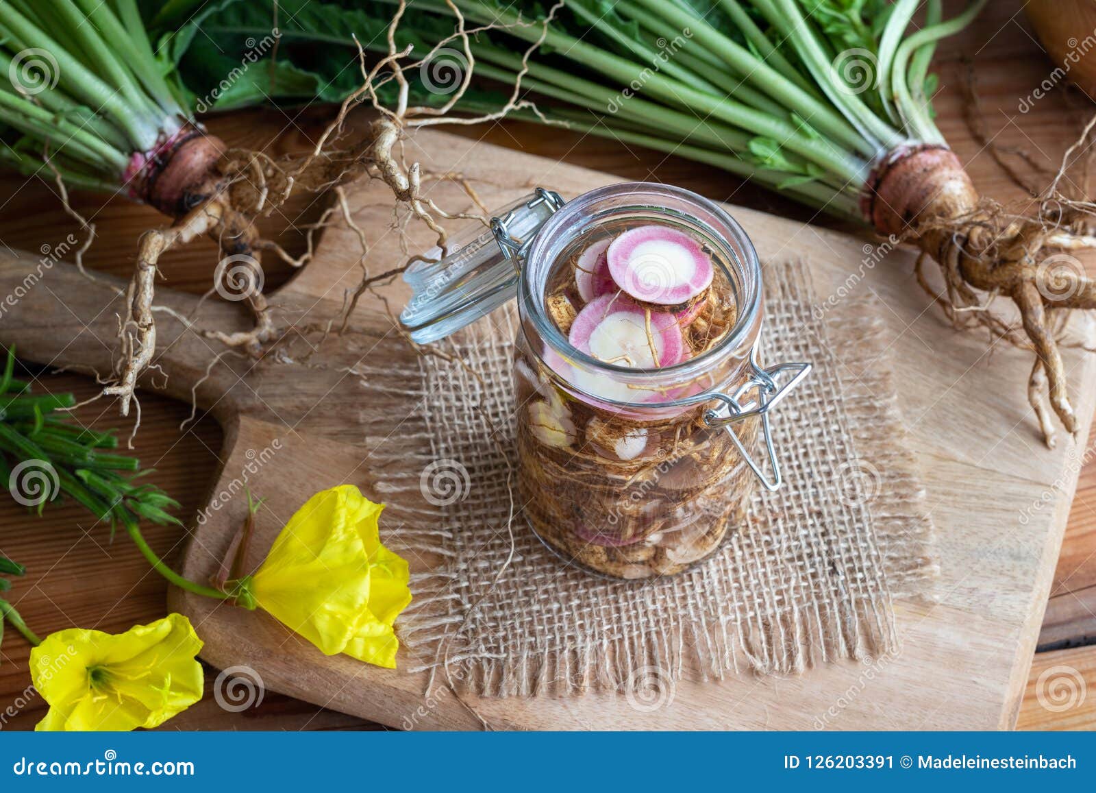 Preparation of Alcohol Tincture from Evening Primrose Root Stock Image Image of cutting