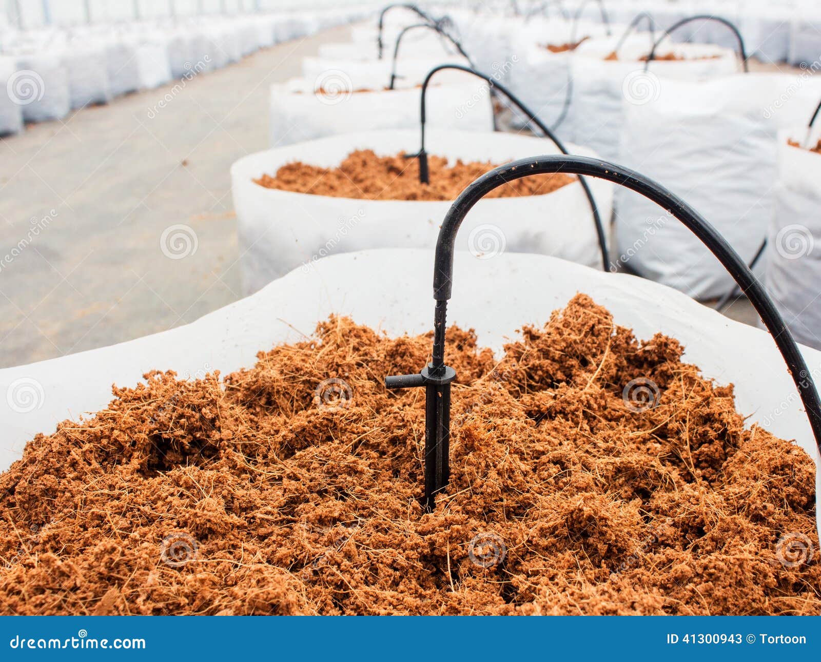 Preparation Coco Peat For Cultivation Vegetable Stock Photo Image