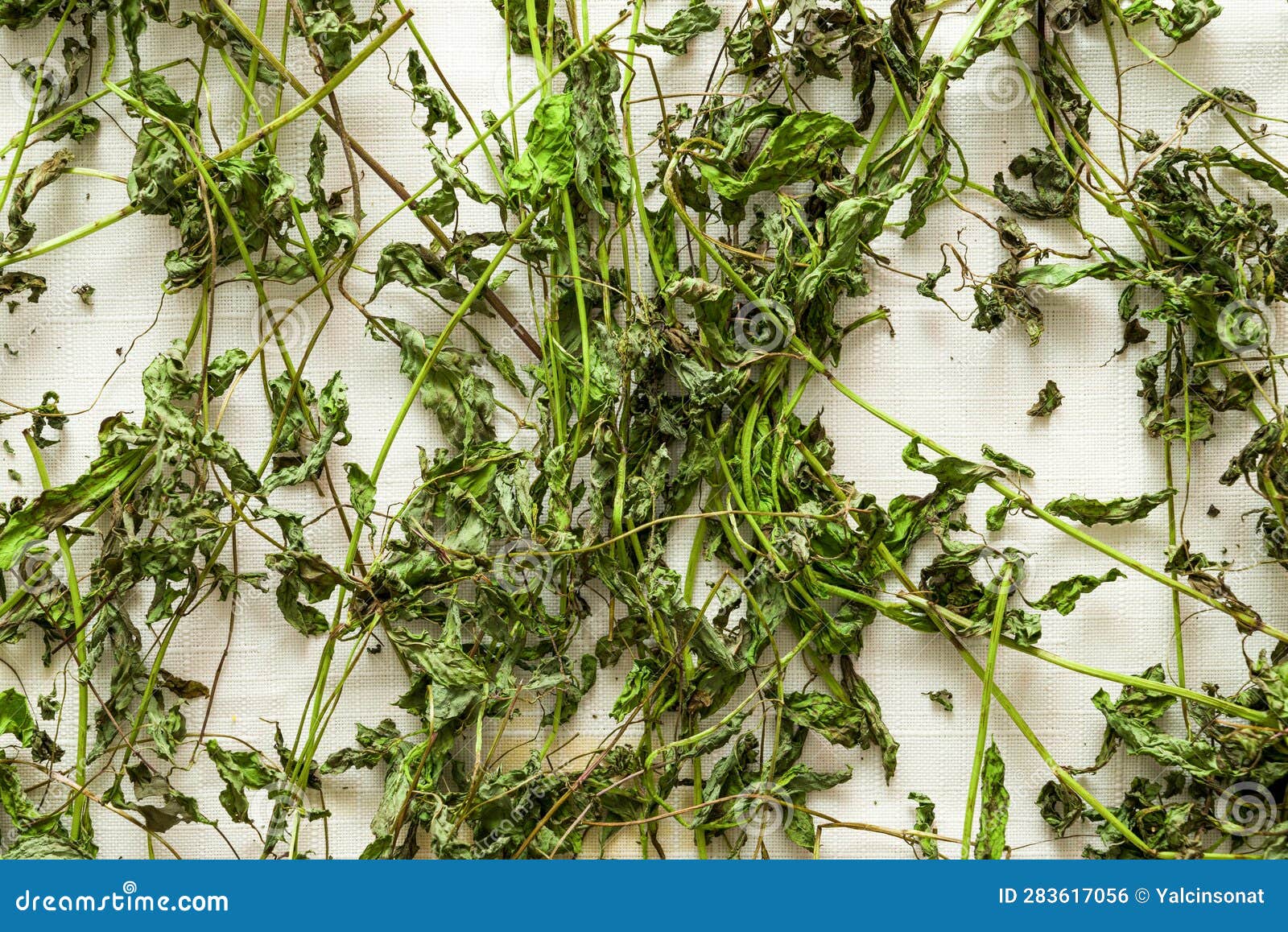 Preparation of Dry Mint Leaves on Cloth, Drying of Mint Leaves, Dried