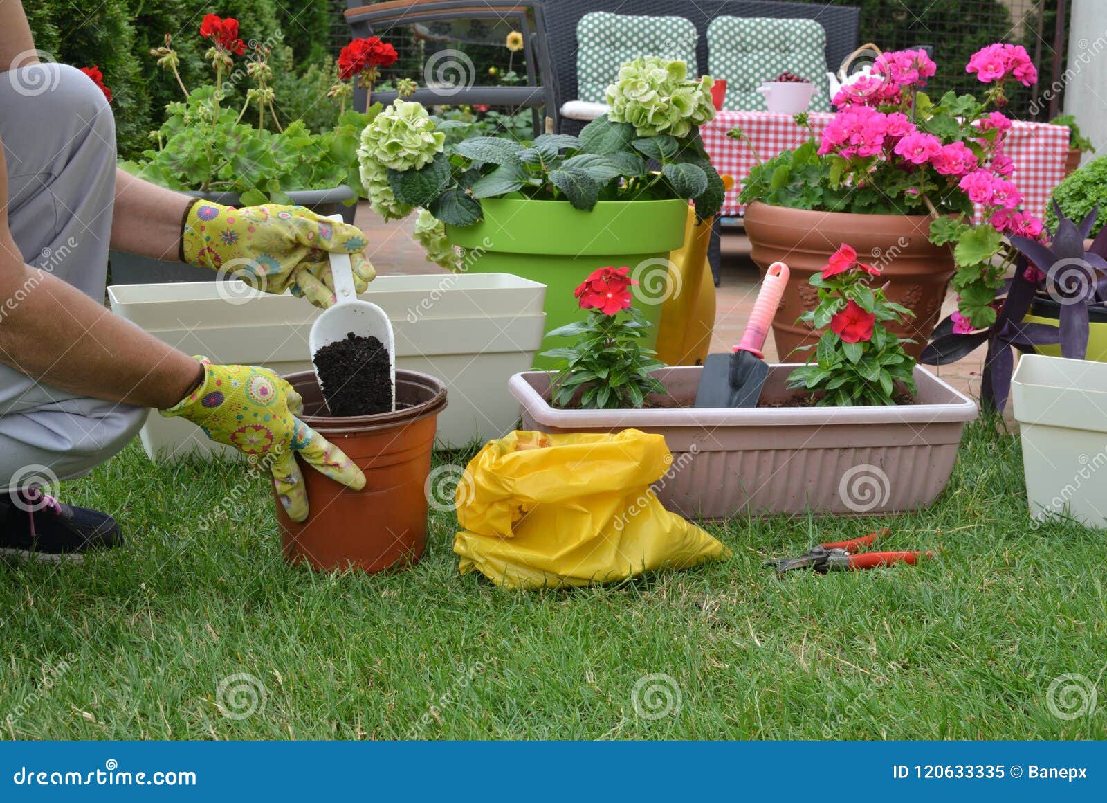 preparation for re-potting