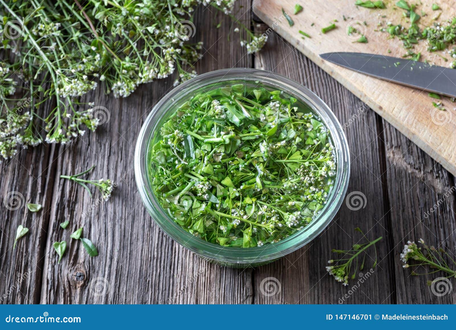 Preparation of Tincture from Shepherd`s Purse Stock Image Image of