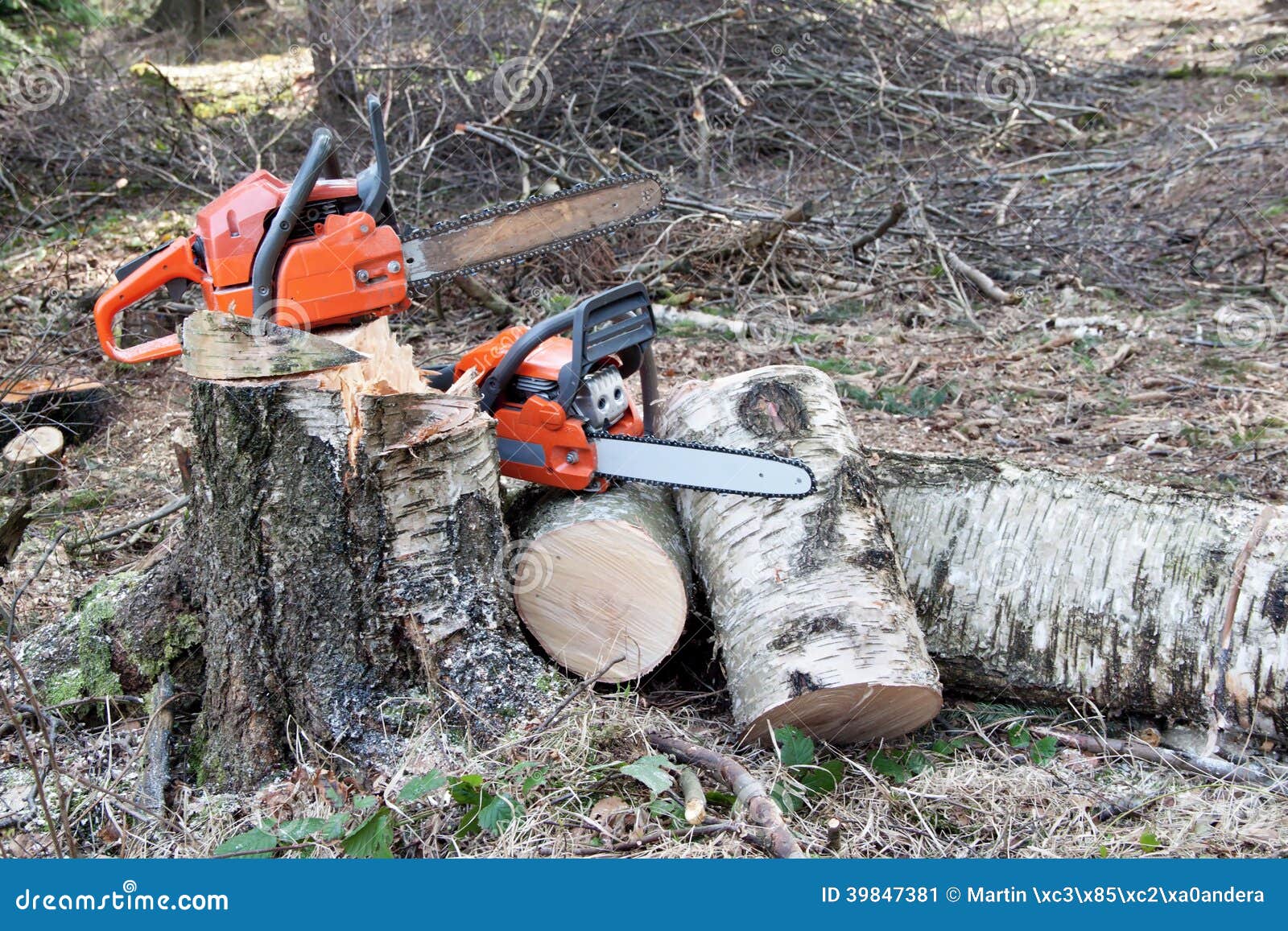 Preparation Of Wood For The Winter Stock Image Image Of