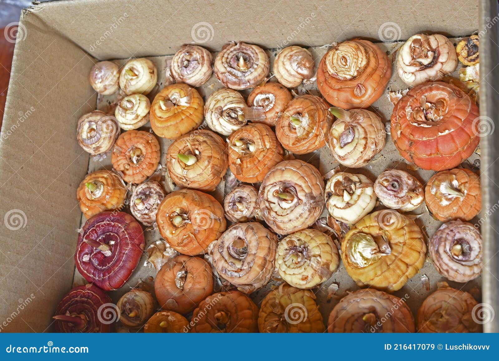 Preparation of Yellow Gladioli Bulbs for Spring Planting Stock Image