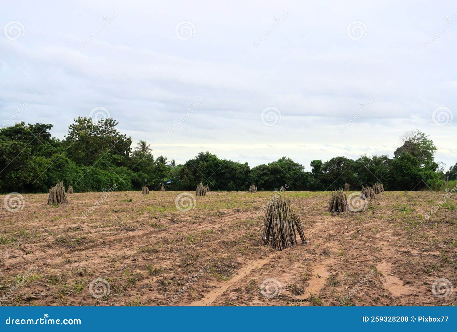 Prepare Land for Plantation Cassava Tree Stock Photo Image of