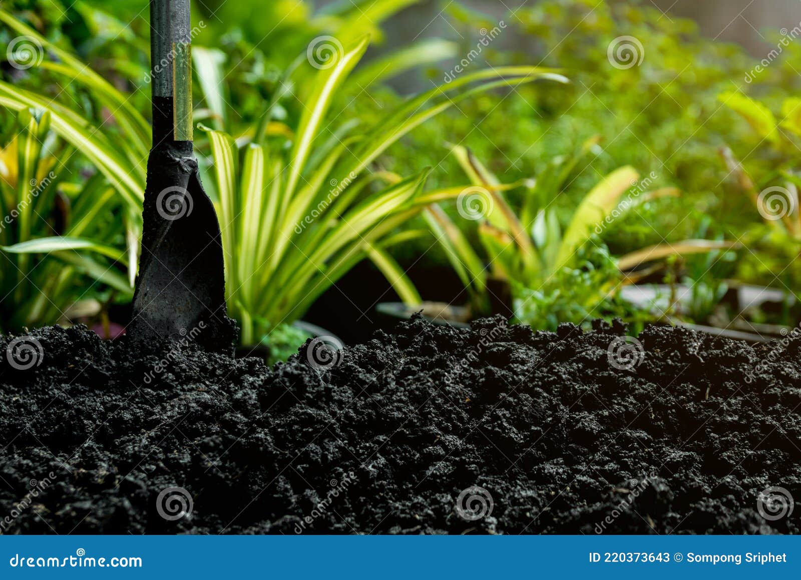 Prepare the Soil for Planting Trees Stock Image Image of growth