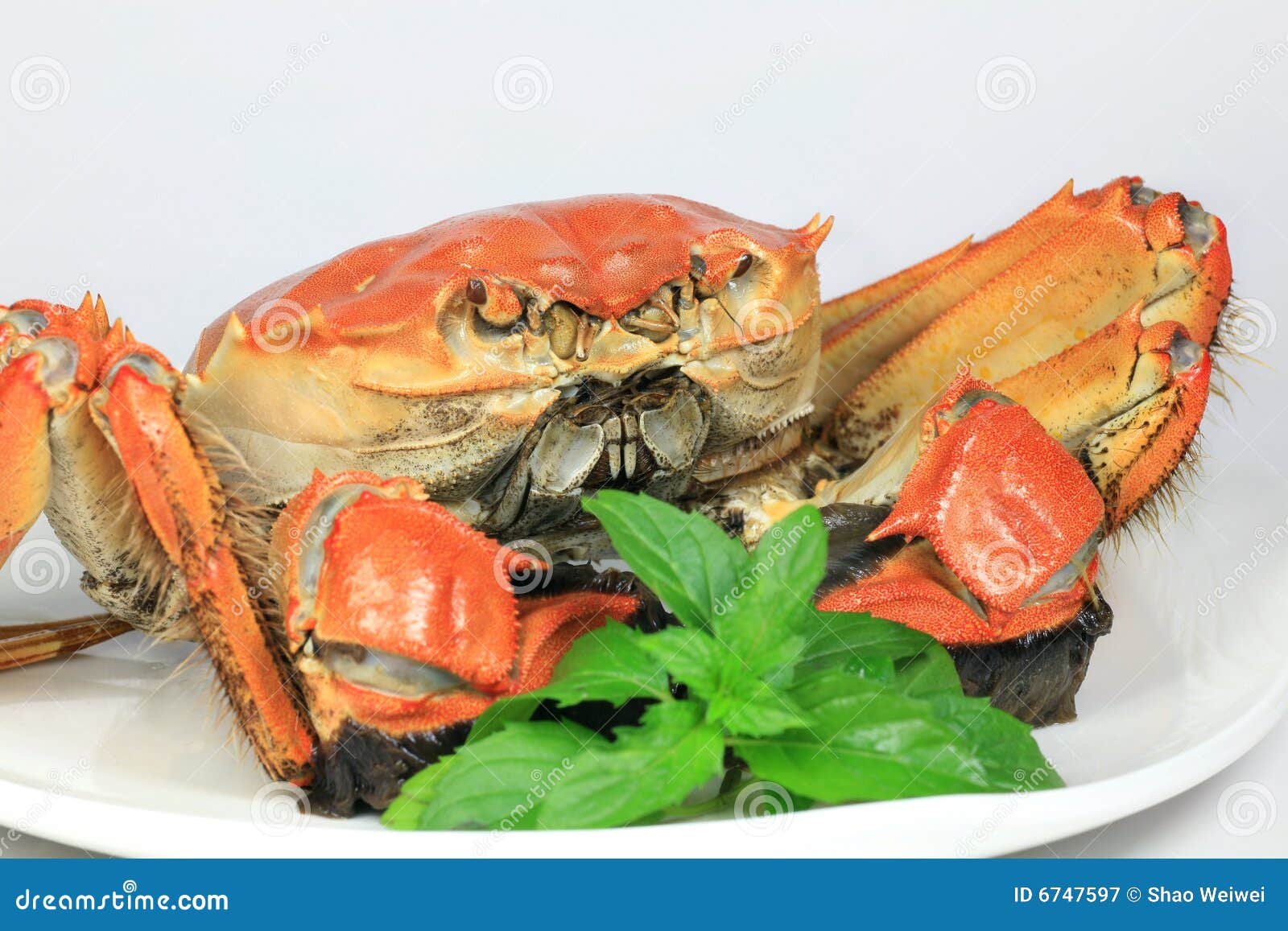 Prepared Crab on White stock image. Image of meal, food 6747597