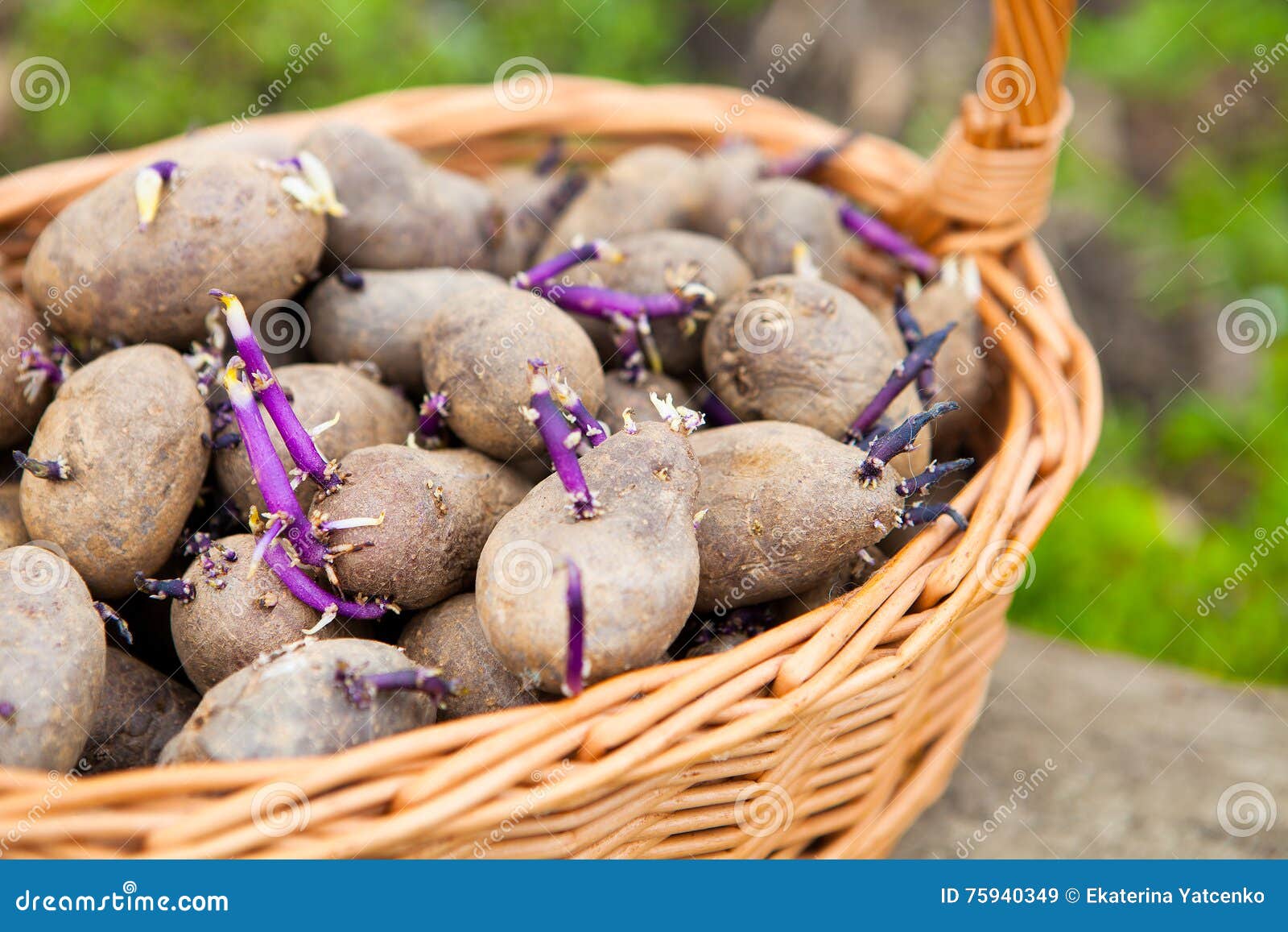 Prepared Germinating Potatoes before the Planting in Basket Stock Image