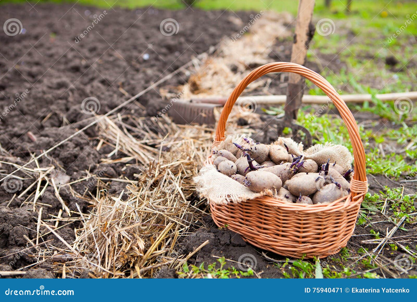 Prepared Germinating Potatoes before the Planting in Basket Stock Image