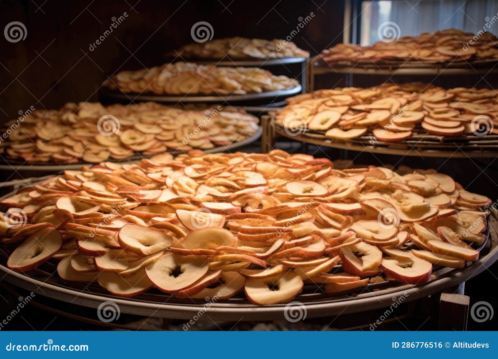 Preparing Apple Rings for Dehydrating Process Stock Photo Image of