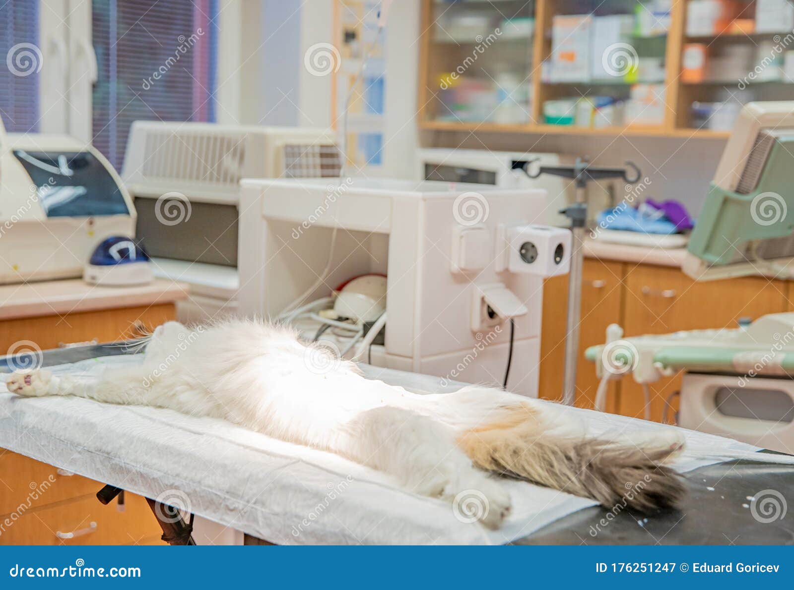 Preparing the Cat for Surgery at the Veterinary Clinic Stock Image