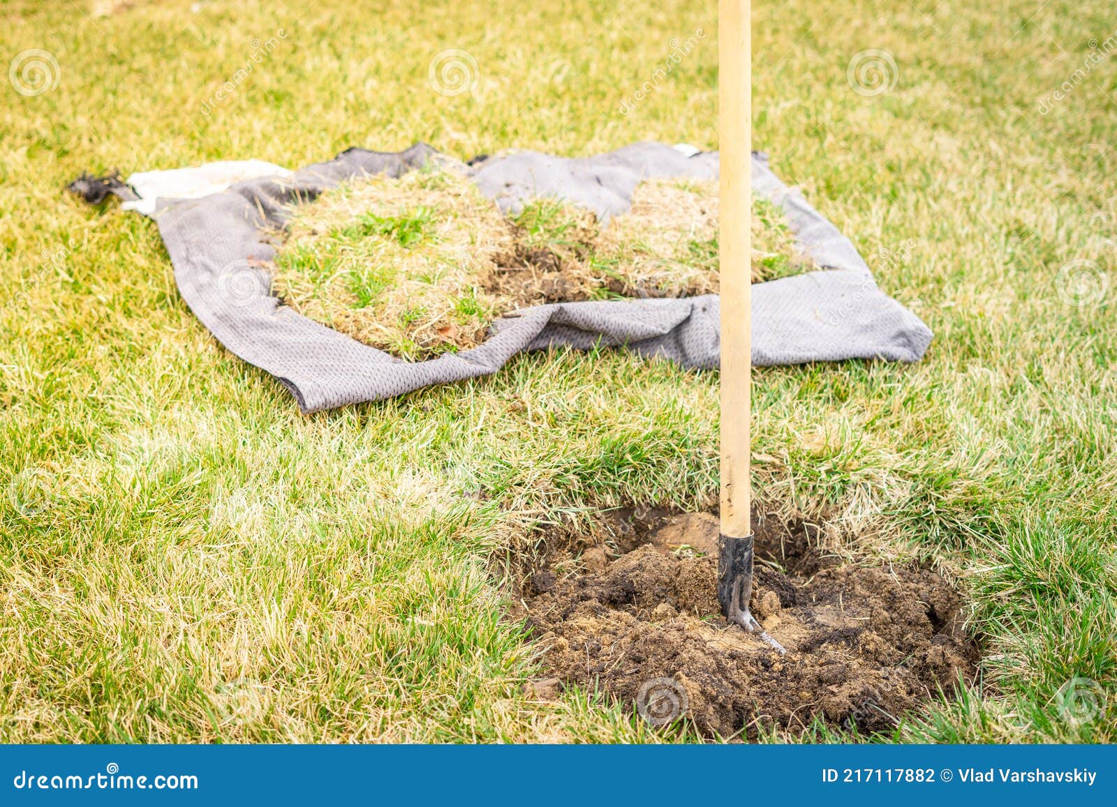 Preparing a Site for Planting a Young Tree on a Green Lawn. Sod Cut for