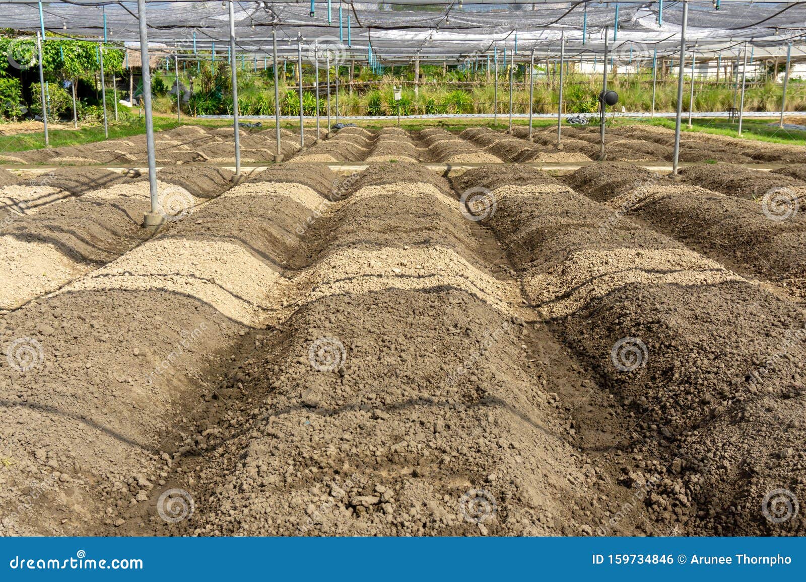 preparing soil for plantation of the planting nursery under shading net in the vegetables orgarnic